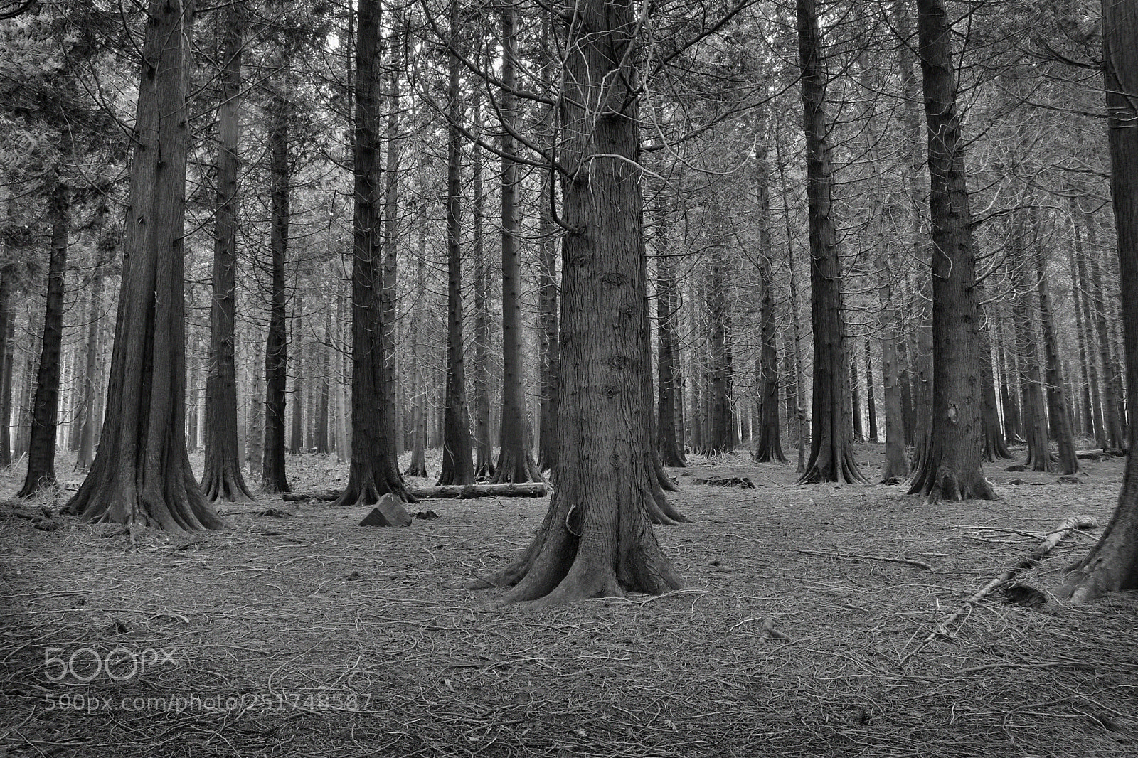 Nikon D5600 sample photo. B&w forest photography