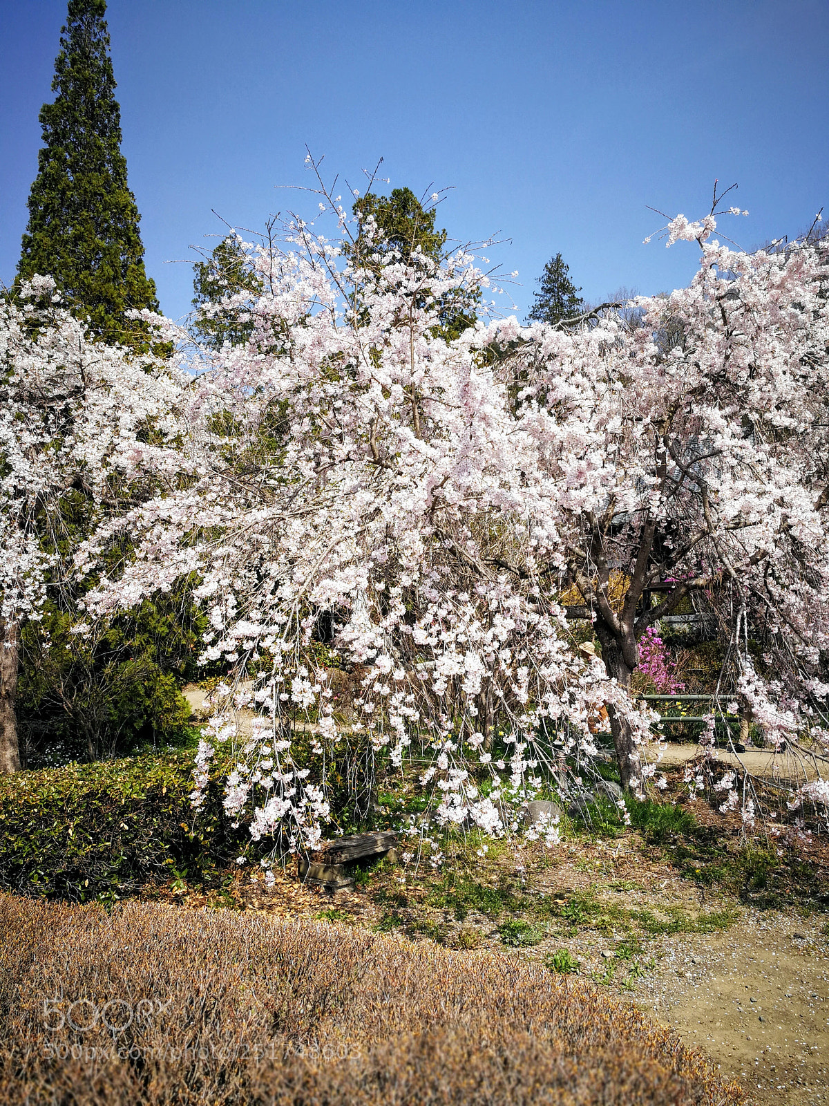 HUAWEI Mate 9 sample photo. 法善寺のしだれ桜 photography