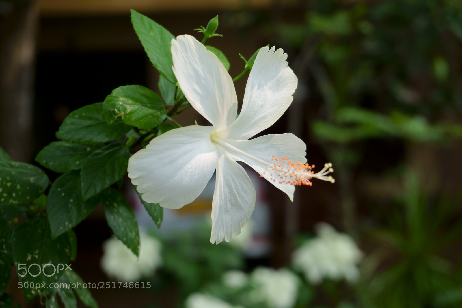 Sony a6000 sample photo. White shoe flower photography