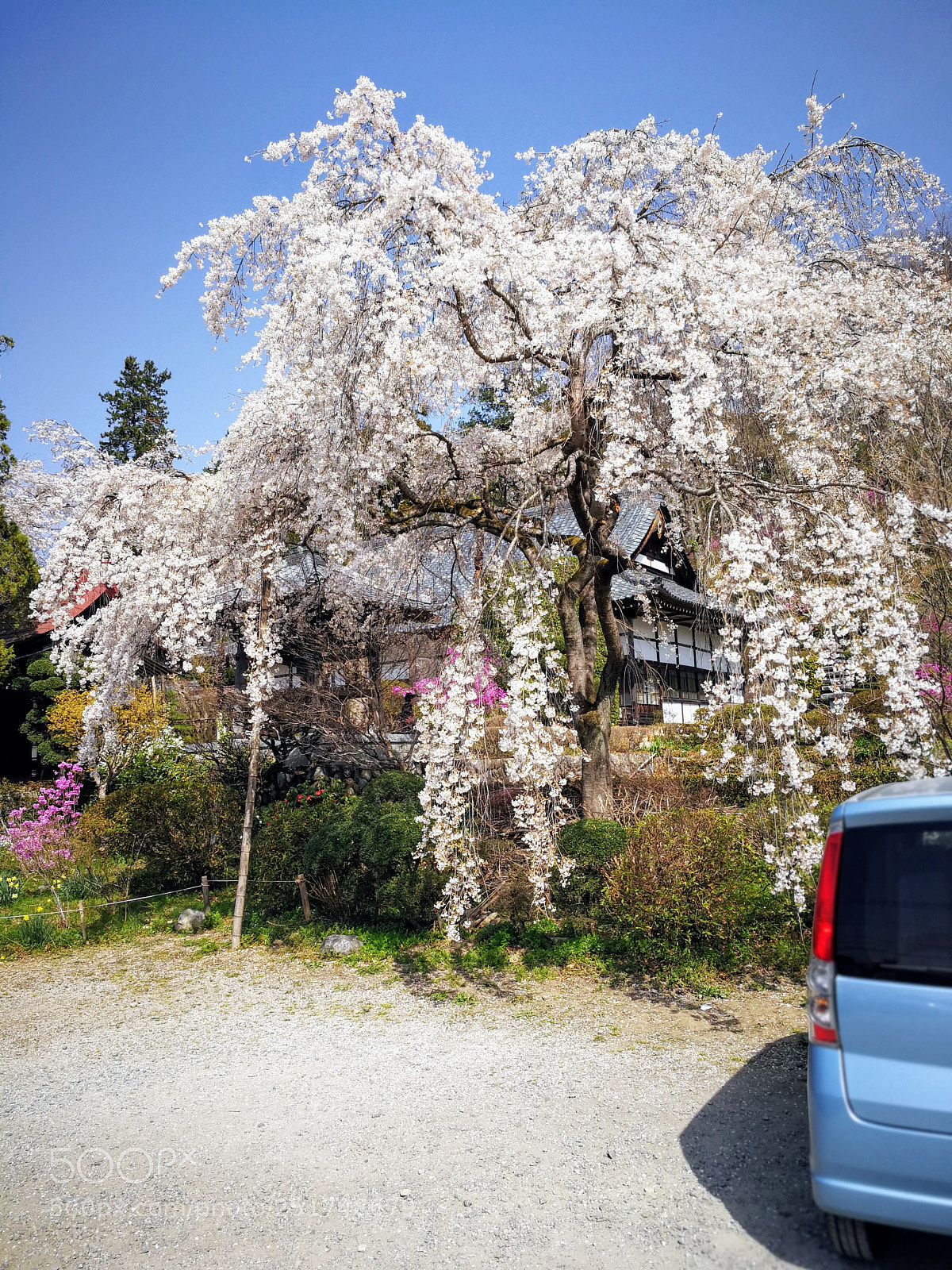 HUAWEI Mate 9 sample photo. 法善寺のしだれ桜 photography