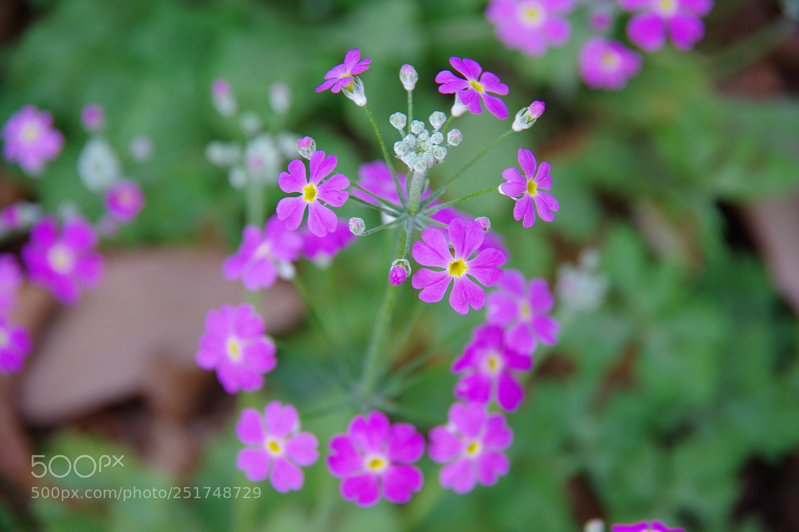 Pentax K-70 sample photo. Untitled photography