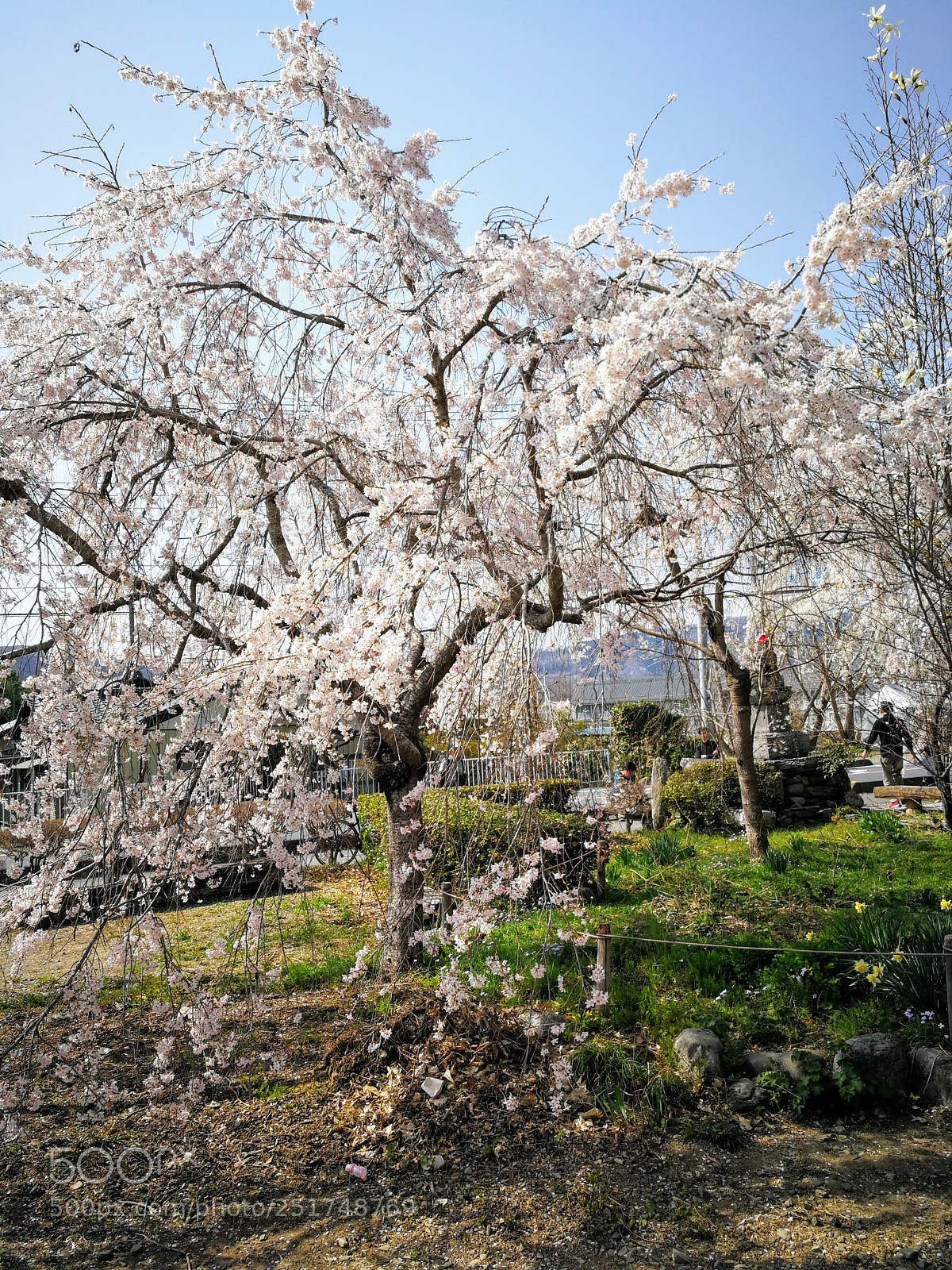 HUAWEI Mate 9 sample photo. 法善寺のしだれ桜 photography