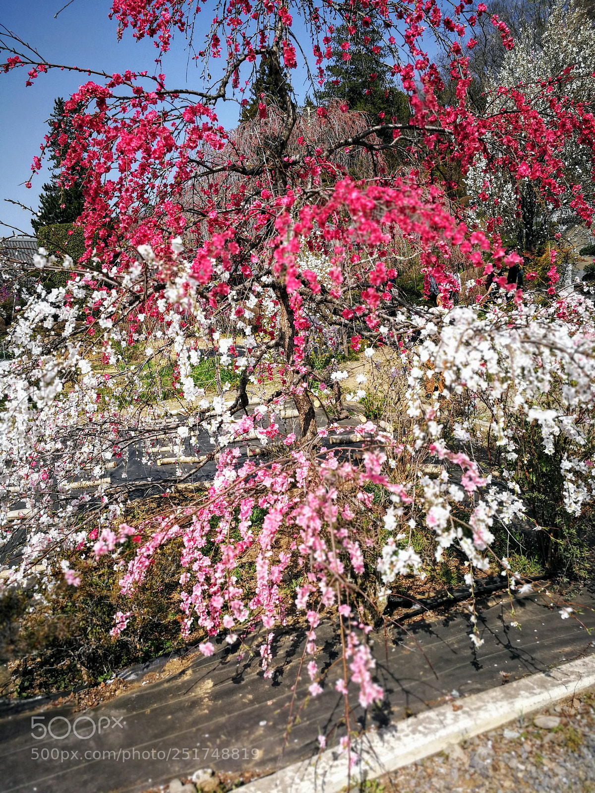 HUAWEI Mate 9 sample photo. 法善寺のしだれ桜 photography