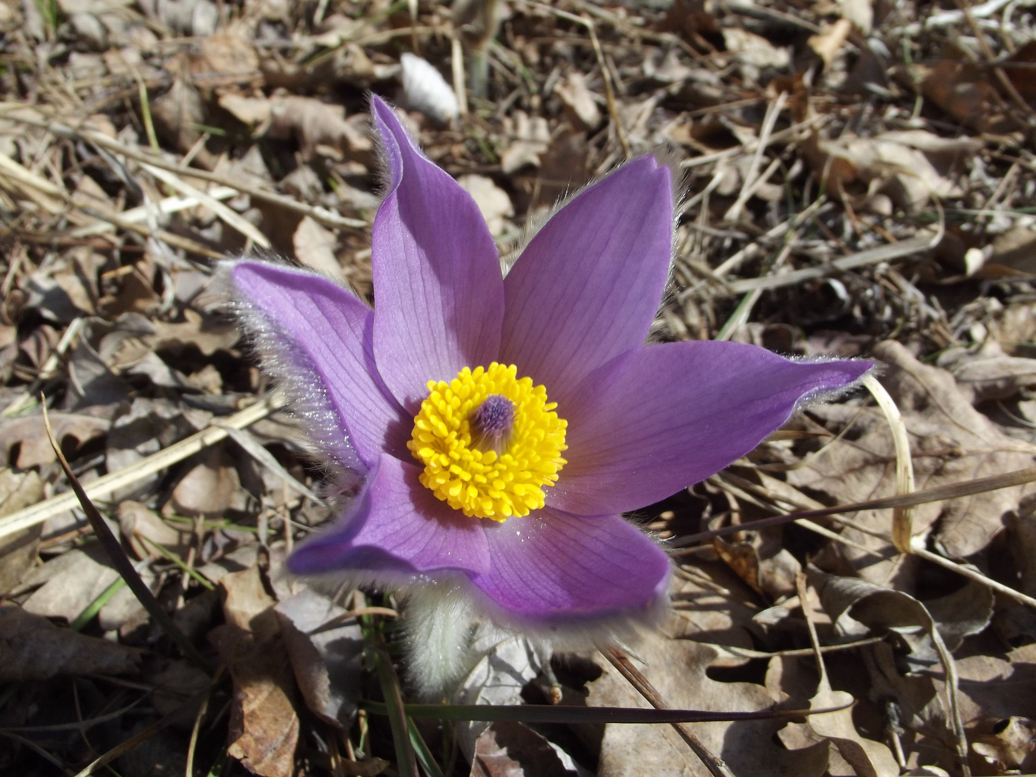 FujiFilm FinePix S2950 (FinePix S2990) sample photo. Great pasque flower photography