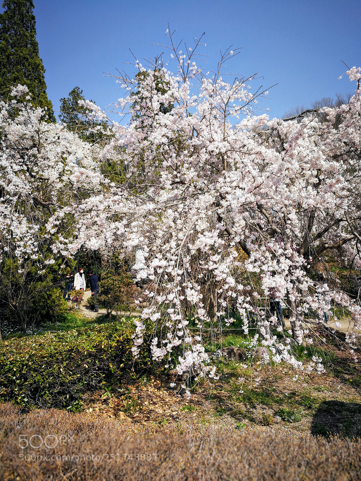 HUAWEI Mate 9 sample photo. 法善寺のしだれ桜 photography
