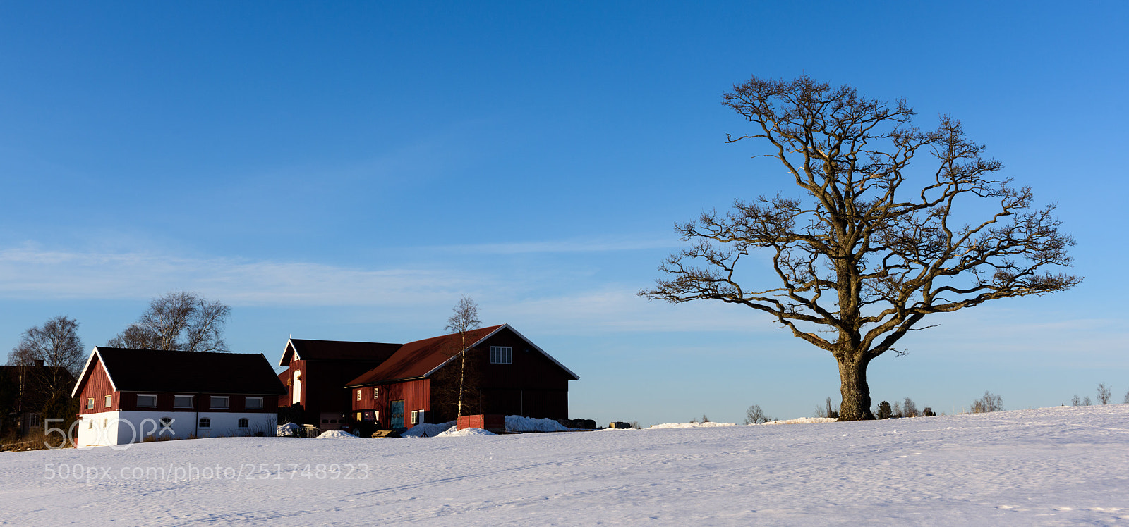 Nikon D810 sample photo. Barn and tree photography