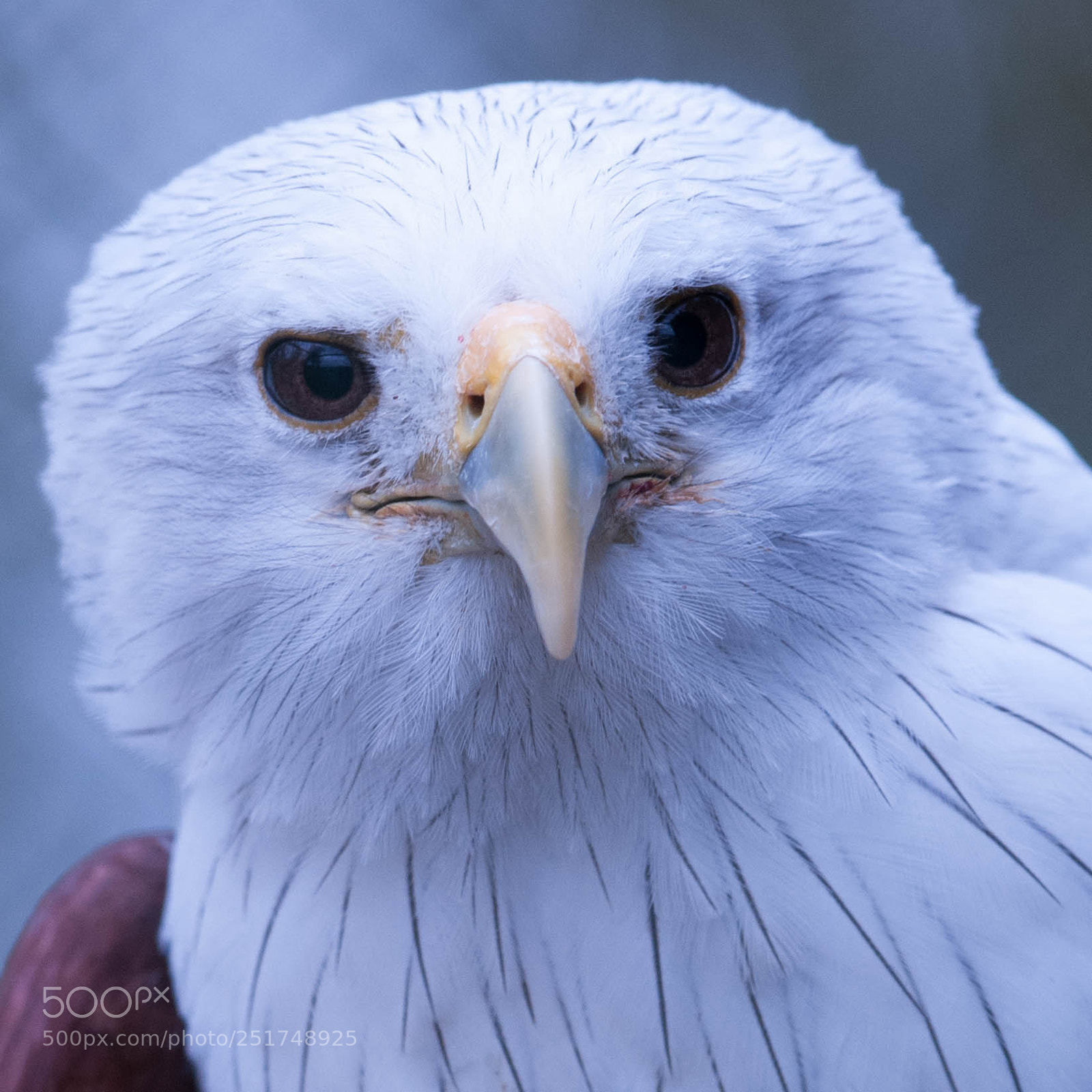 Nikon D300 sample photo. Brahminy kite photography
