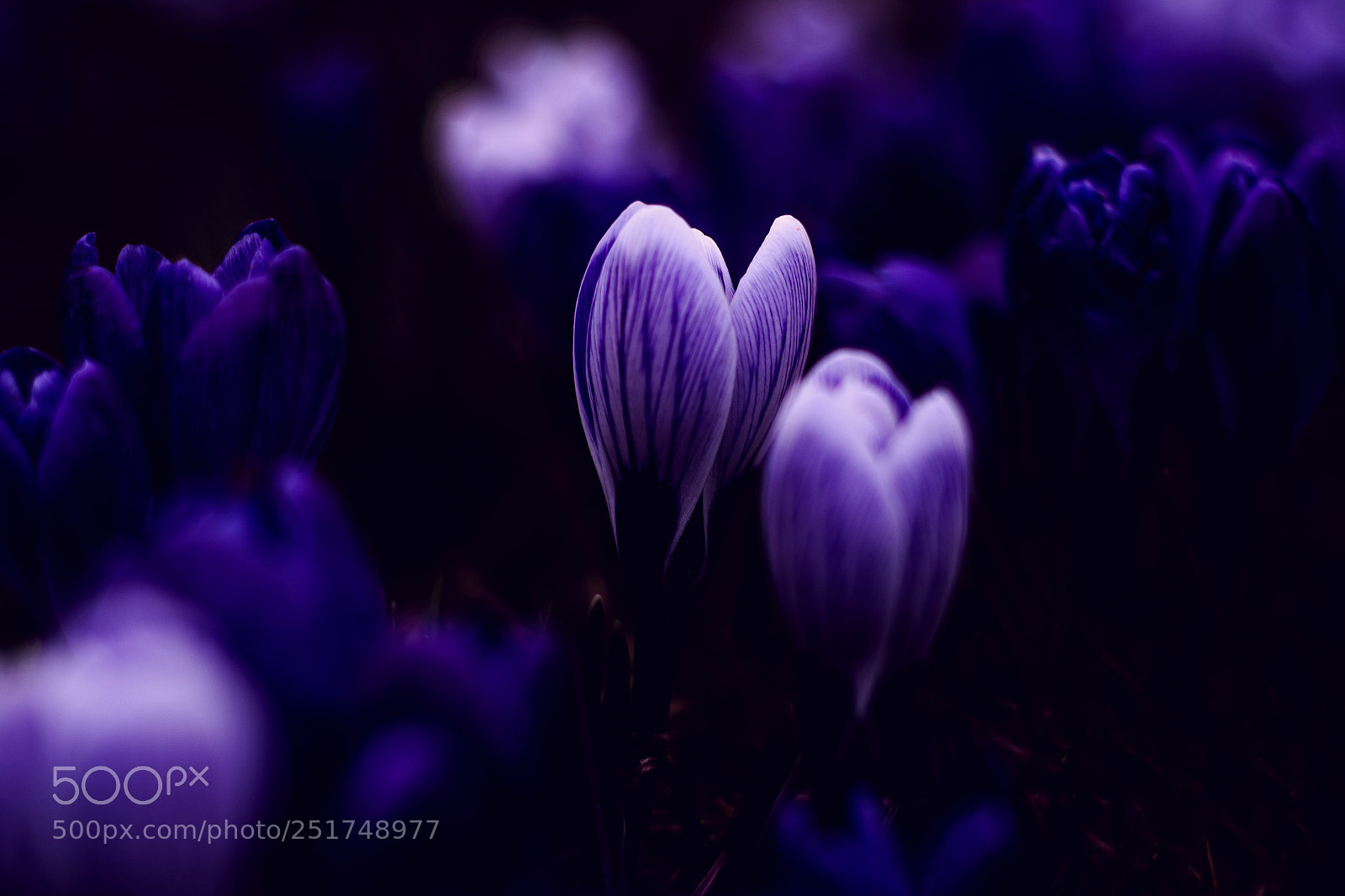 Nikon D7100 sample photo. Spring crocuses photography