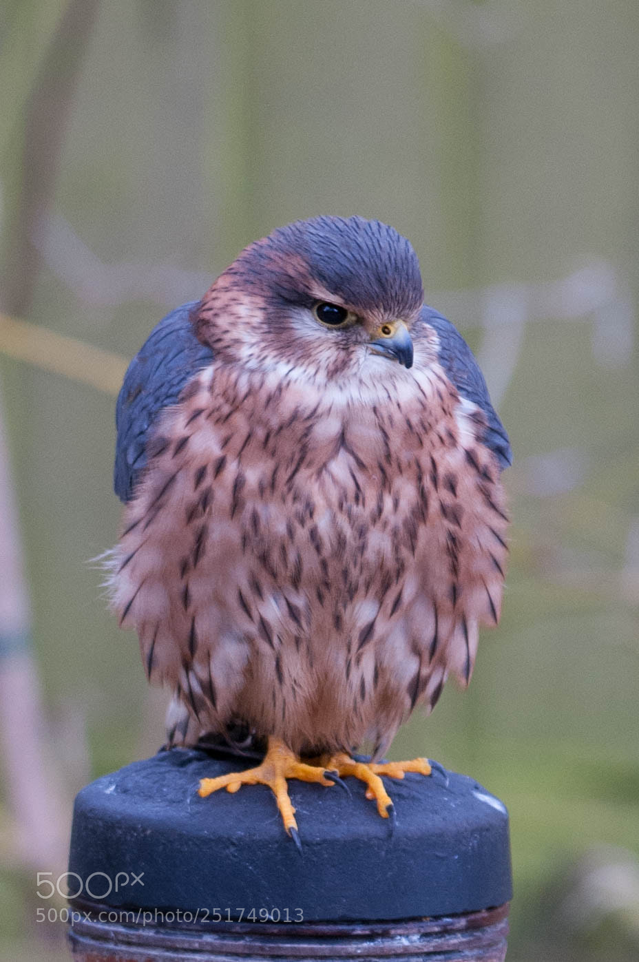 Nikon D300 sample photo. Merlin photography