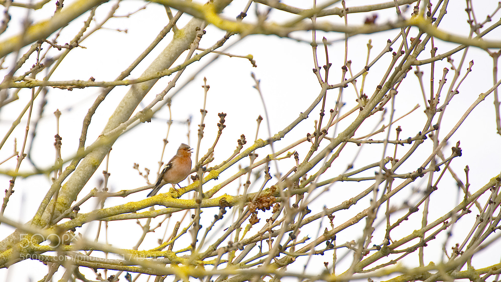 Nikon D5100 sample photo. Pinson des arbres common photography
