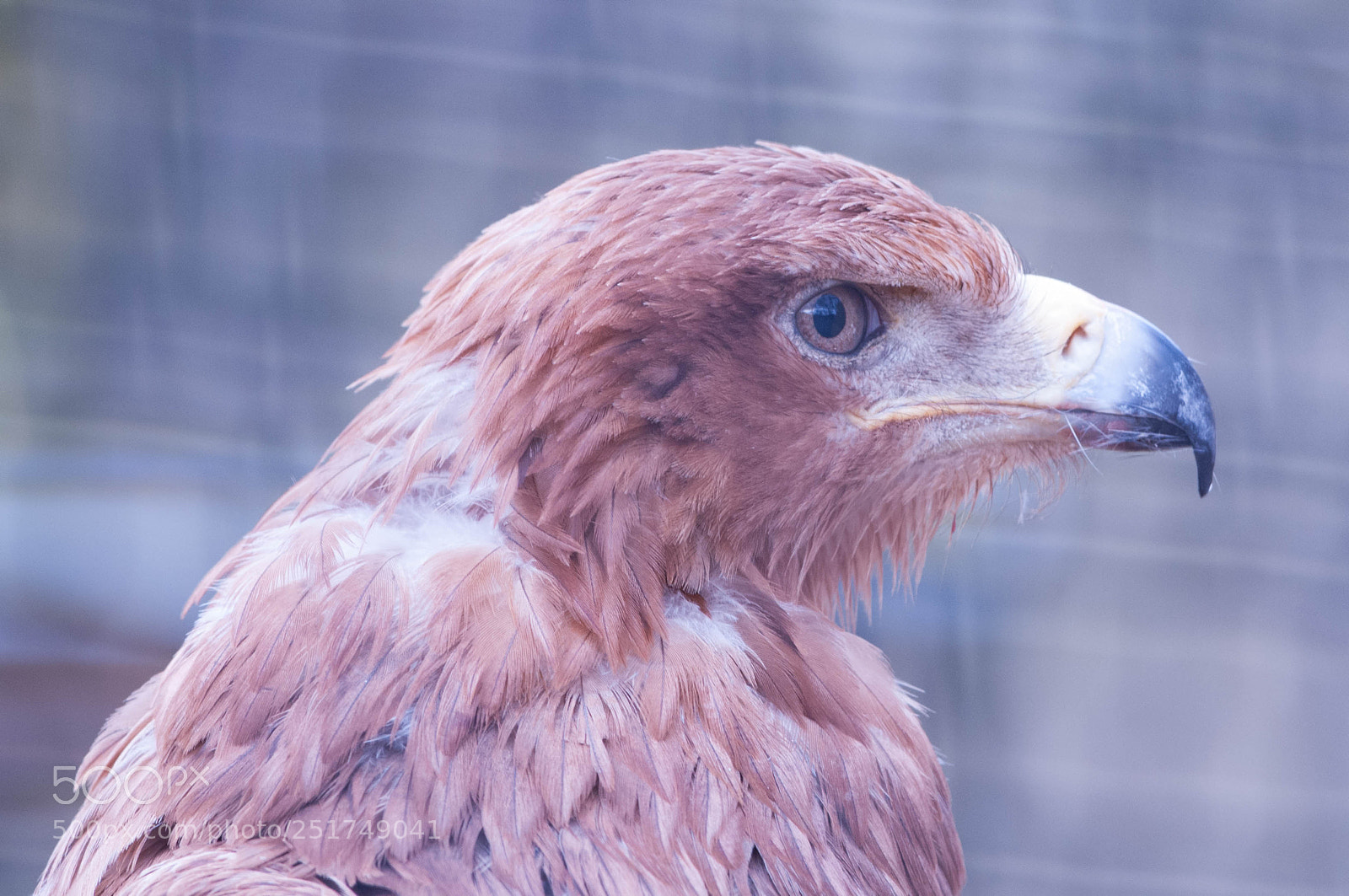 Nikon D300 sample photo. Tawny eagle photography