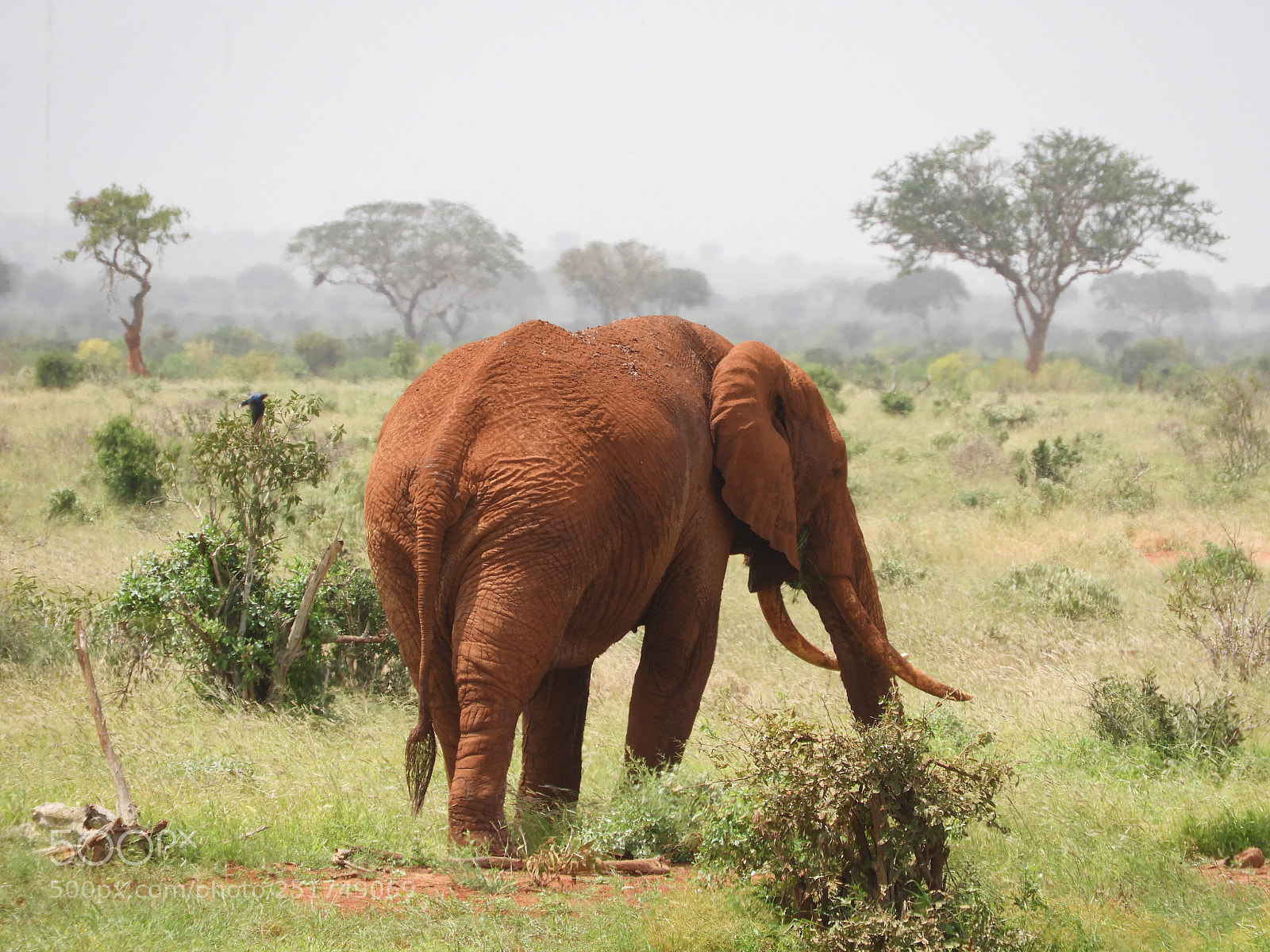Nikon Coolpix B700 sample photo. Elephant in tsavo photography