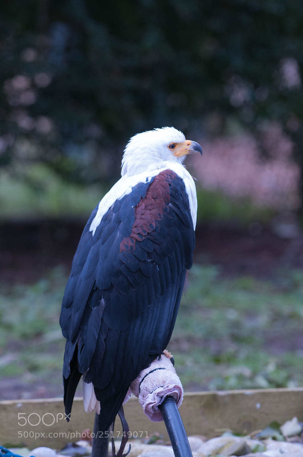 Nikon D300 sample photo. African fish eagle photography