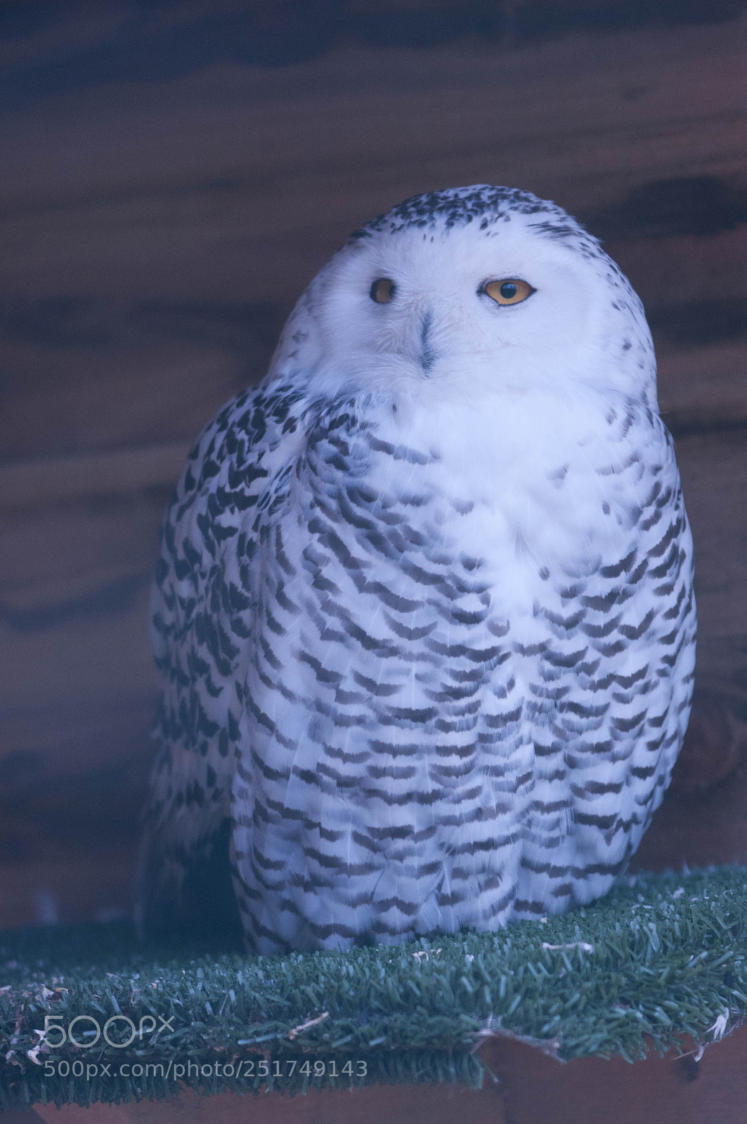 Nikon D300 sample photo. Snowy owl photography