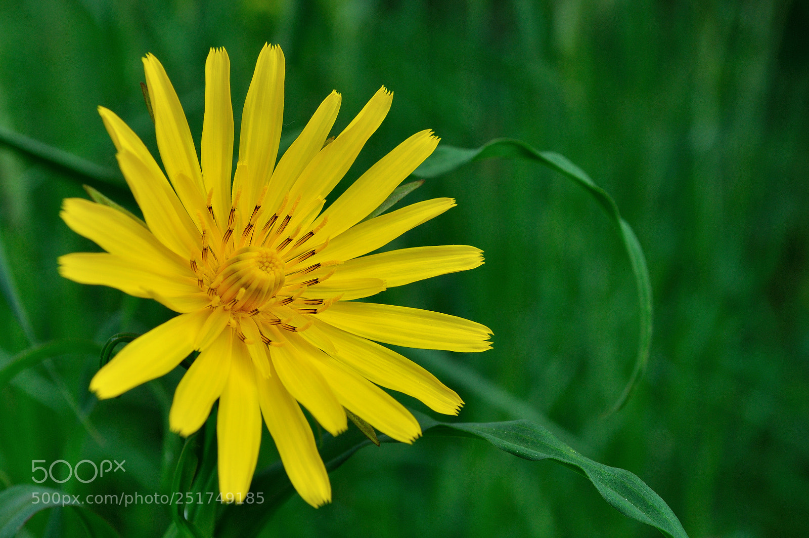 Nikon D5000 sample photo. Yellow photography