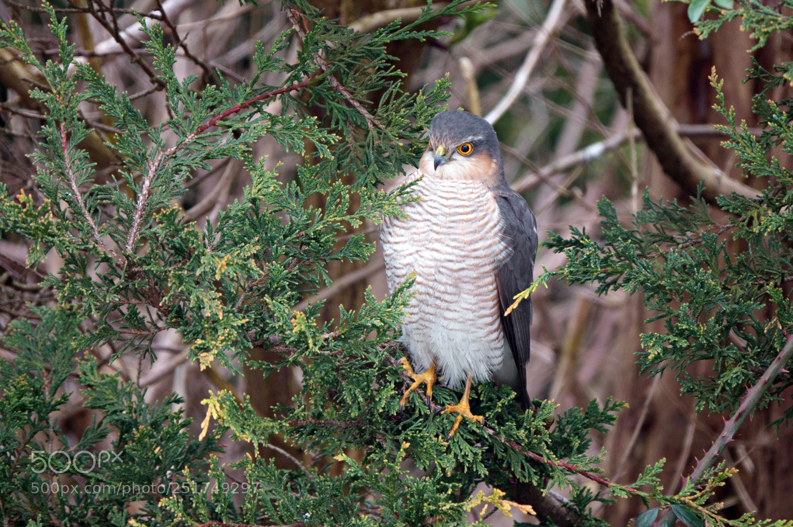 Sony Cyber-shot DSC-RX10 III sample photo. Sparrowhawk photography