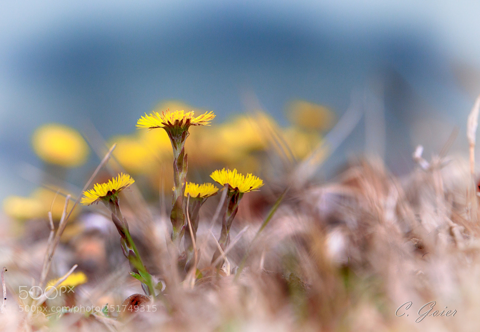 Canon EOS 77D (EOS 9000D / EOS 770D) sample photo. Yellow ambassadors of spring photography