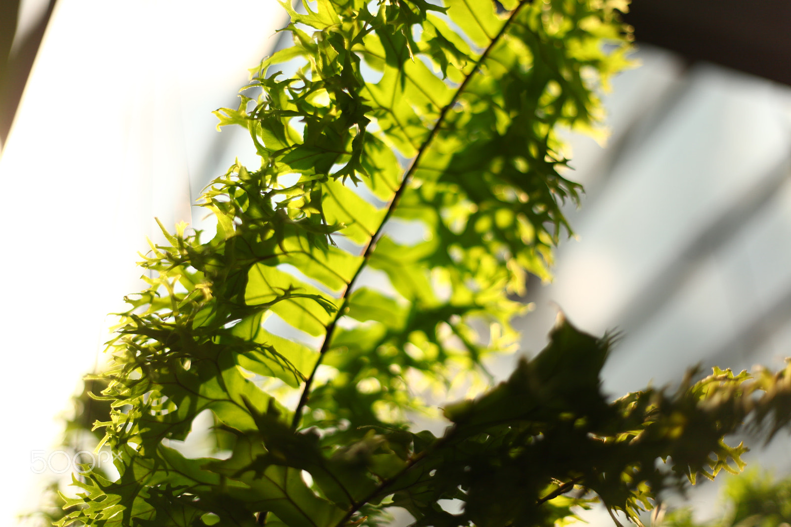 Canon EF 50mm F1.8 II sample photo. Fern leaves photography