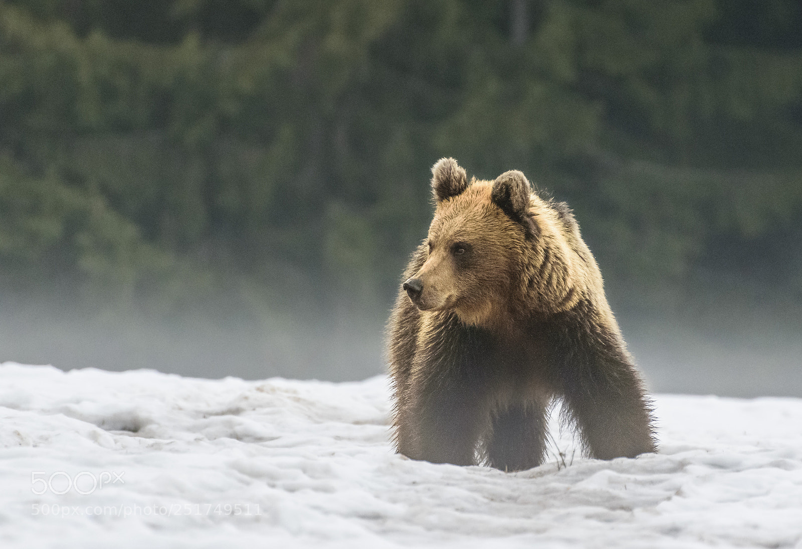 Nikon D5300 sample photo. Bear in nature ... photography