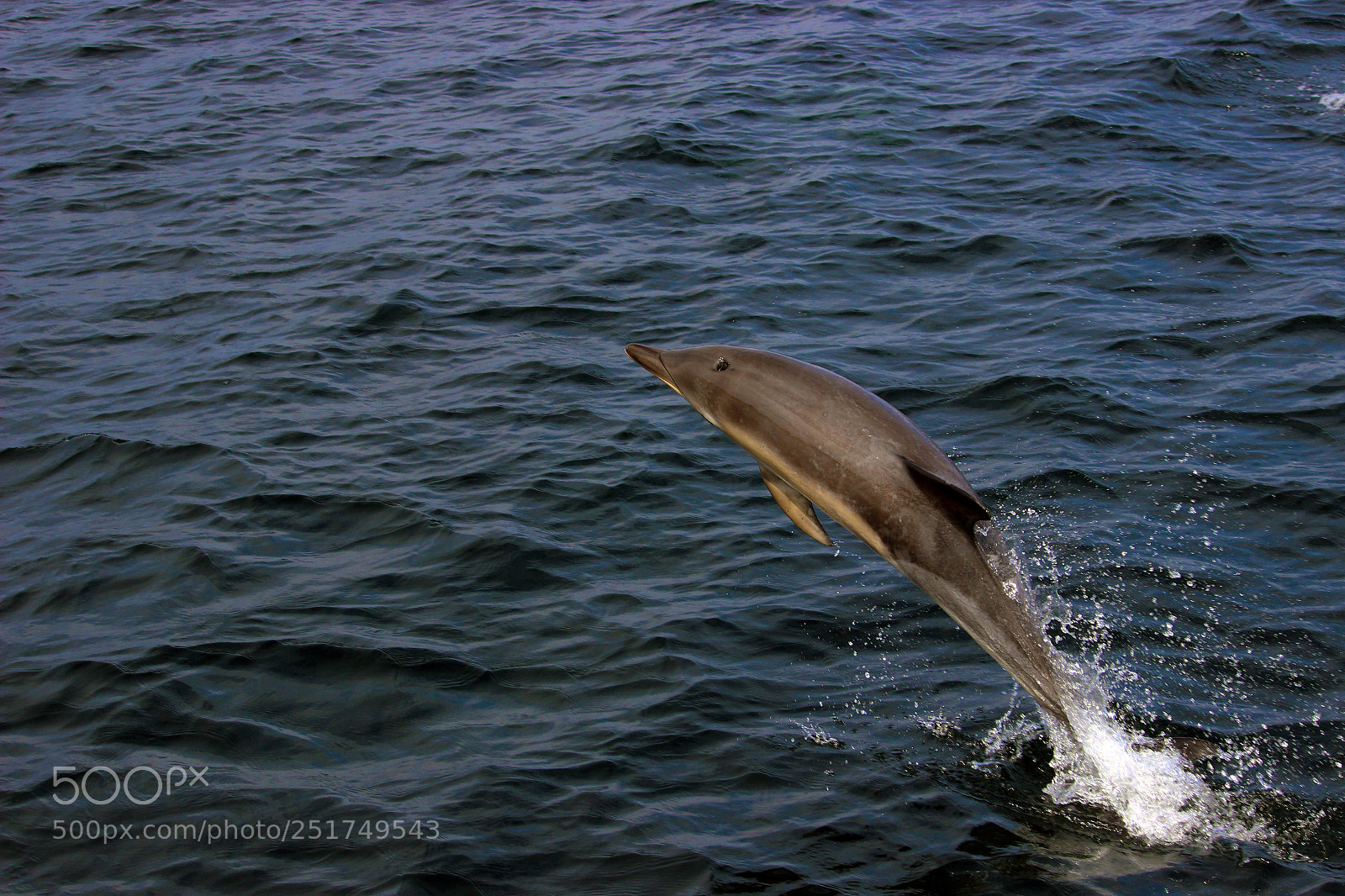 Canon EOS 600D (Rebel EOS T3i / EOS Kiss X5) sample photo. Common dolphin photography