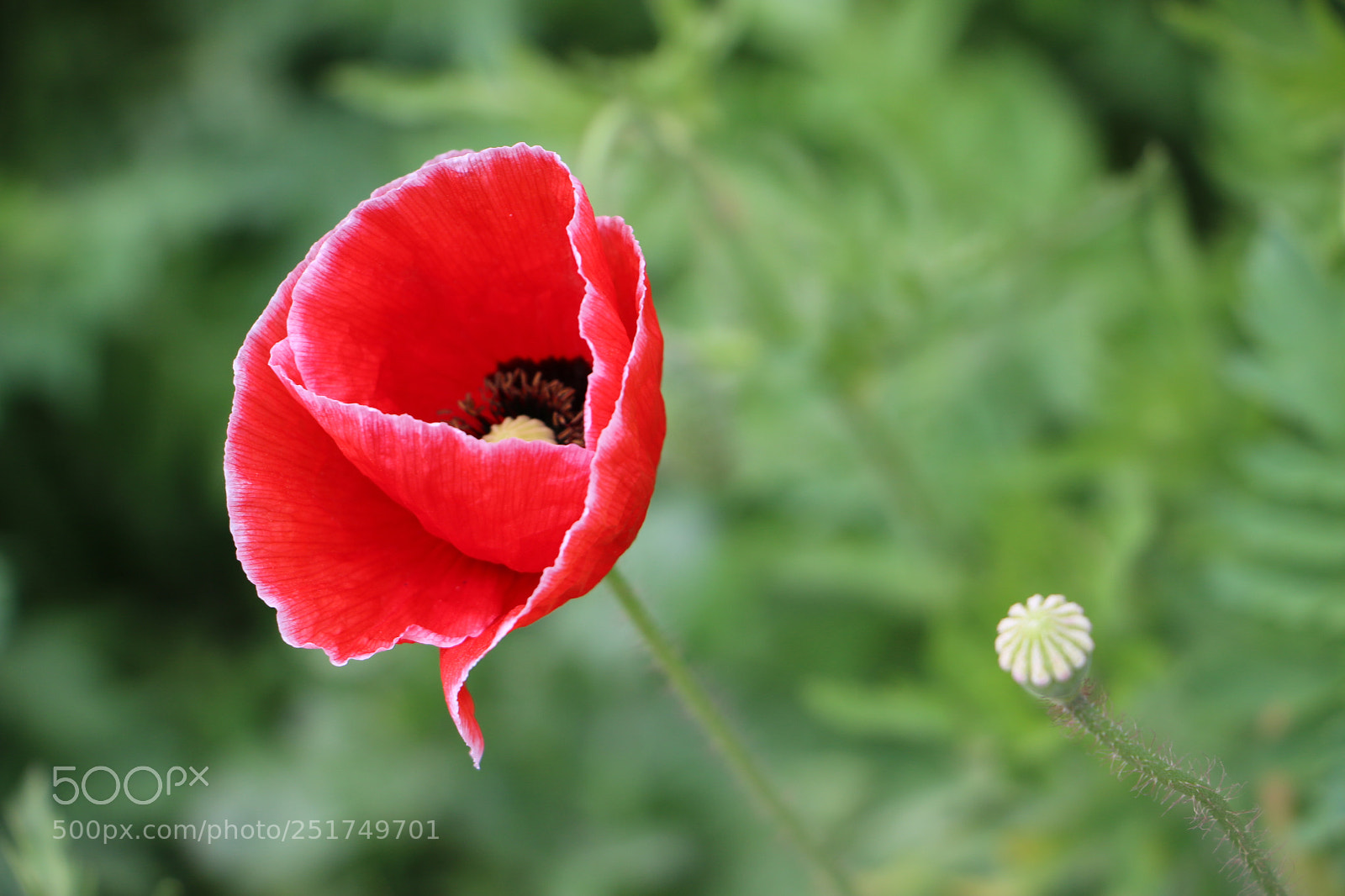 Canon EOS 70D sample photo. Untitled photography