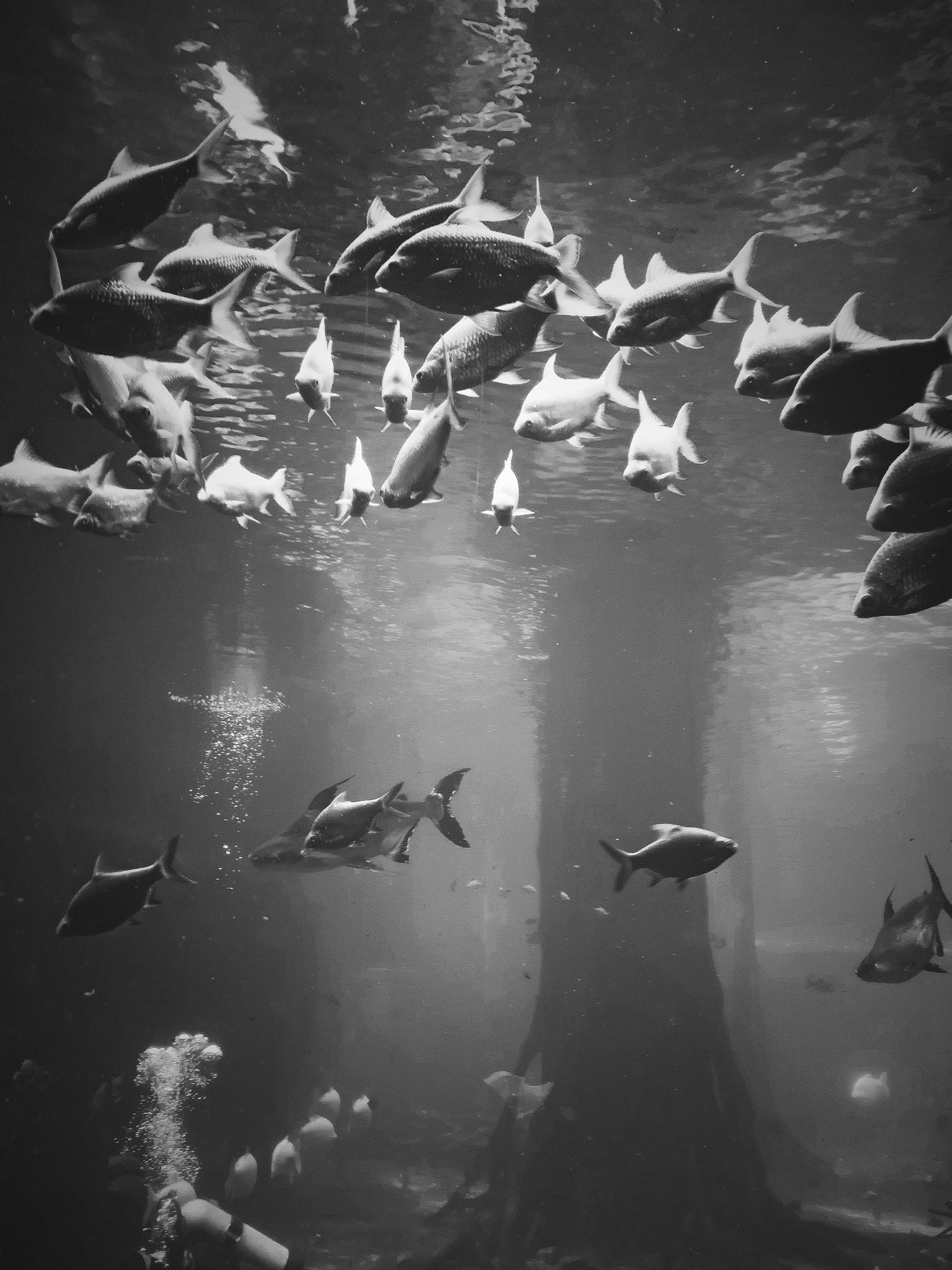 HUAWEI nova 2 Plus sample photo. Aquarium photography