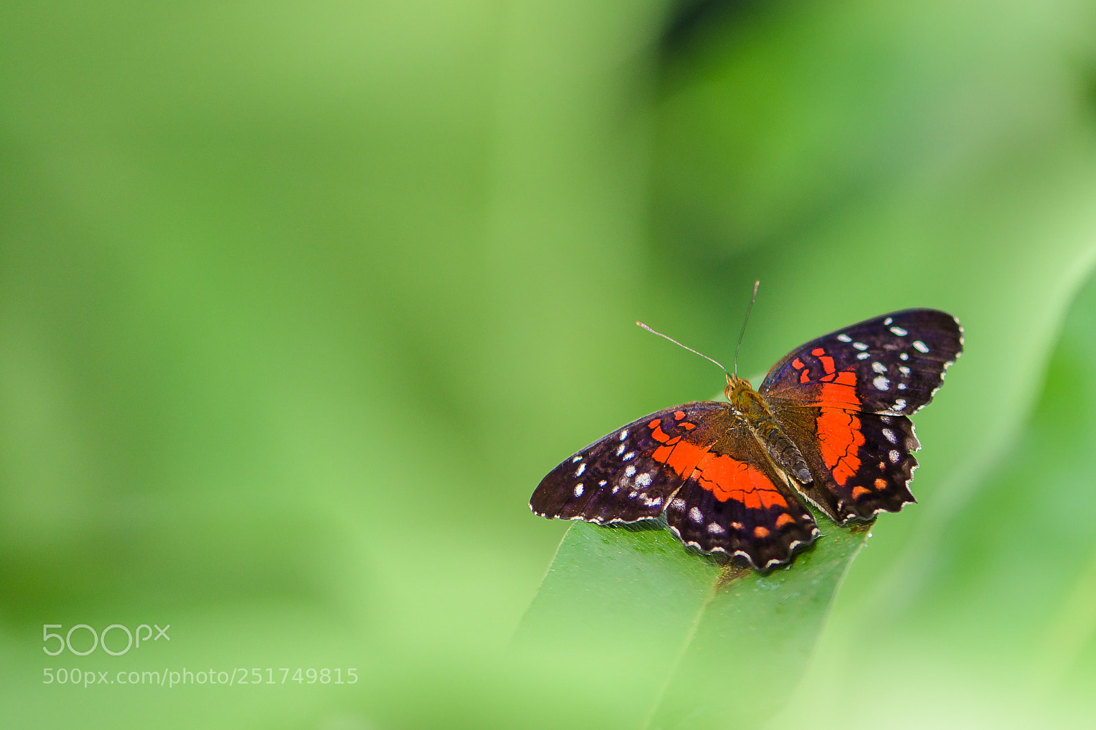 Nikon D850 sample photo. Botanical garden of munich photography