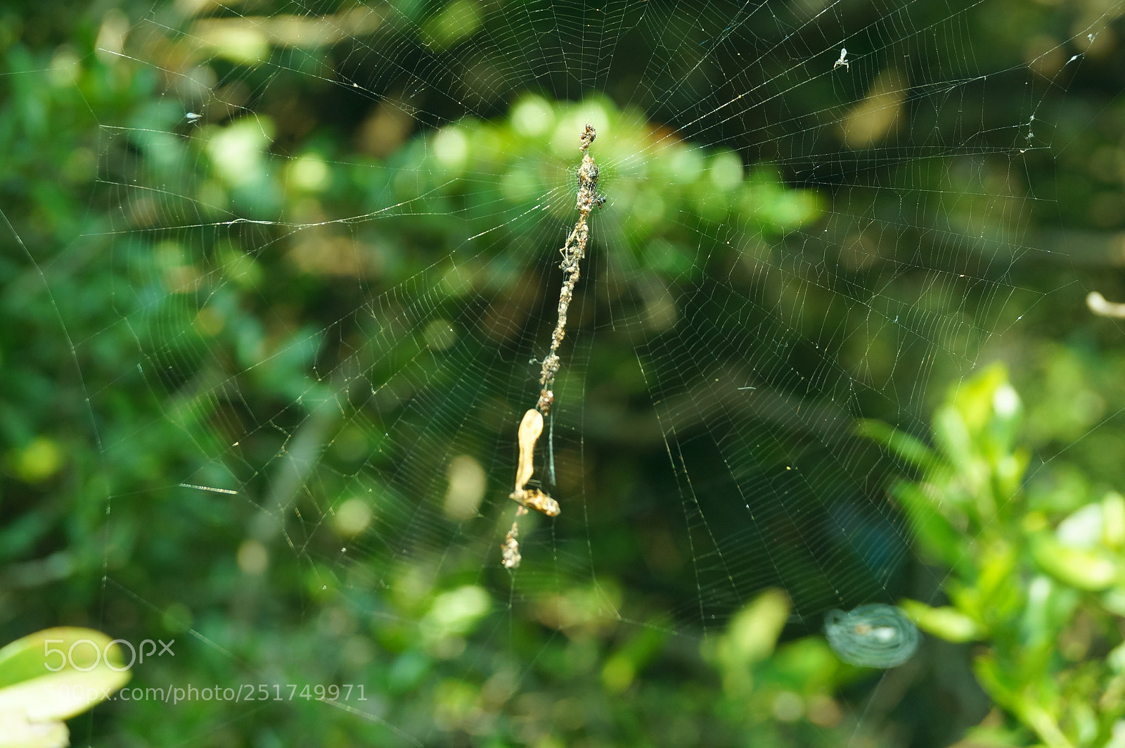 Sony SLT-A57 sample photo. Spider web photography
