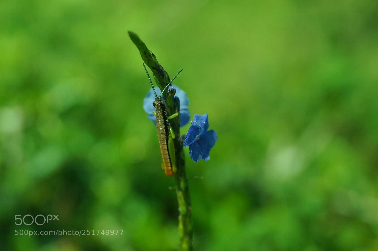 Sony SLT-A57 sample photo. Insect on flowers photography