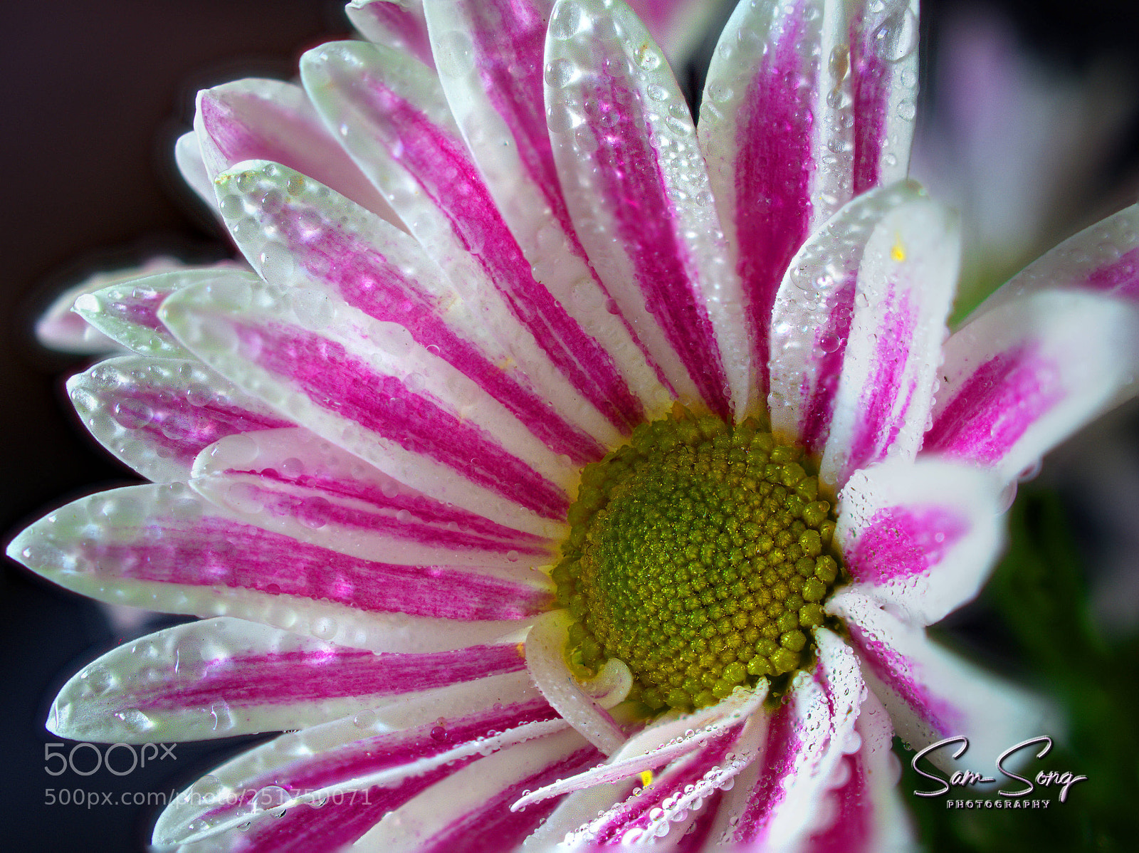 Olympus OM-D E-M10 III sample photo. Pink & white chrysanthemum photography