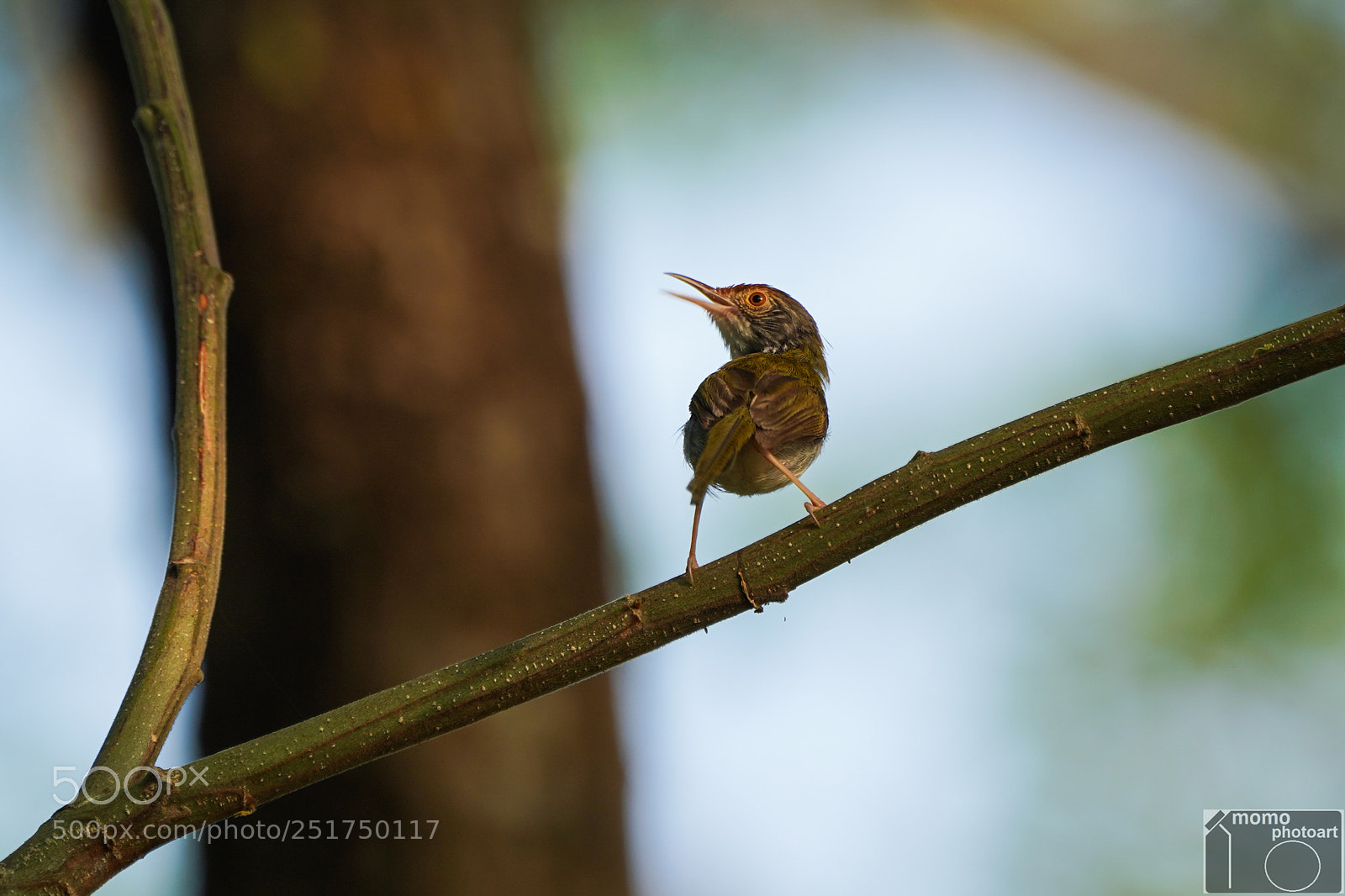Sony a7 III sample photo. Chirpy fellow photography
