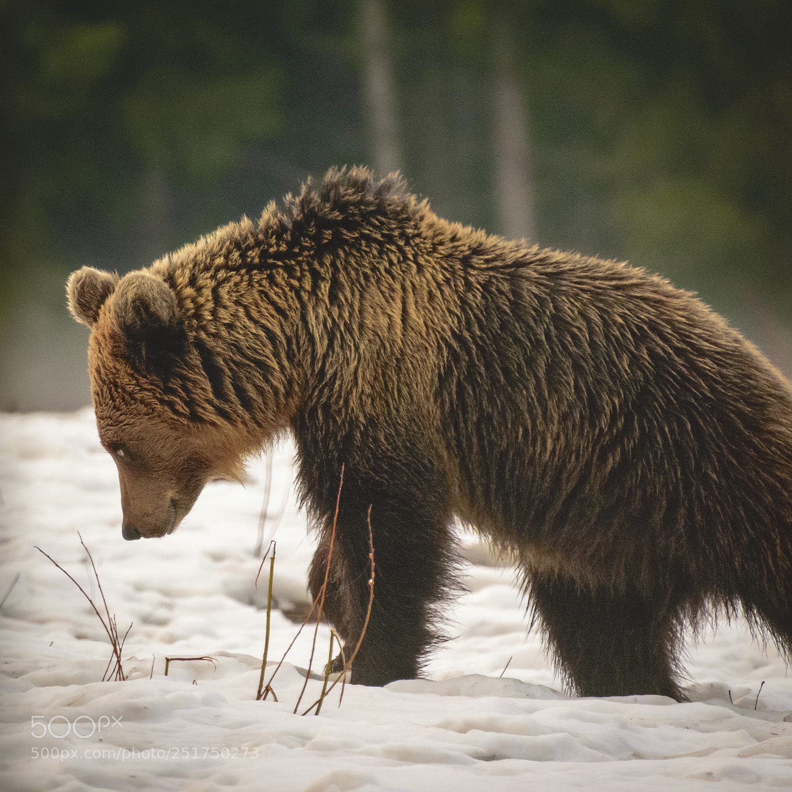 Nikon D5300 sample photo. Bear photography