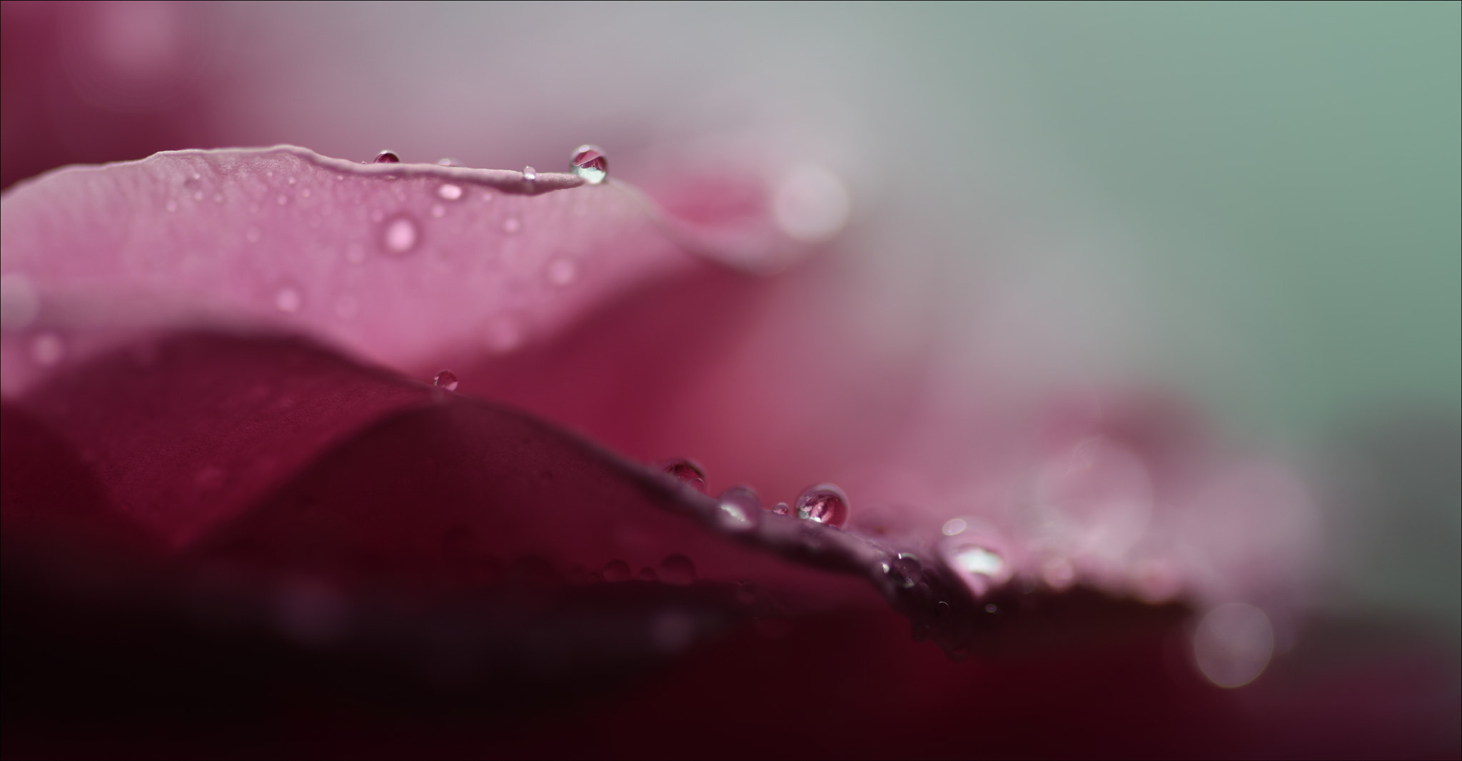 Sigma 105mm F2.8 EX DG OS HSM sample photo. °pink.waves° photography