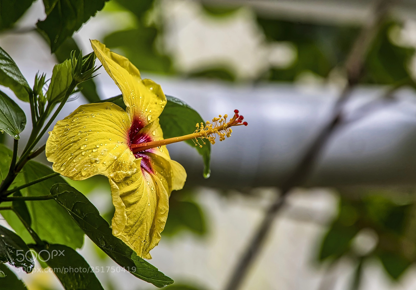 Canon EOS 5D Mark IV sample photo. On its own photography