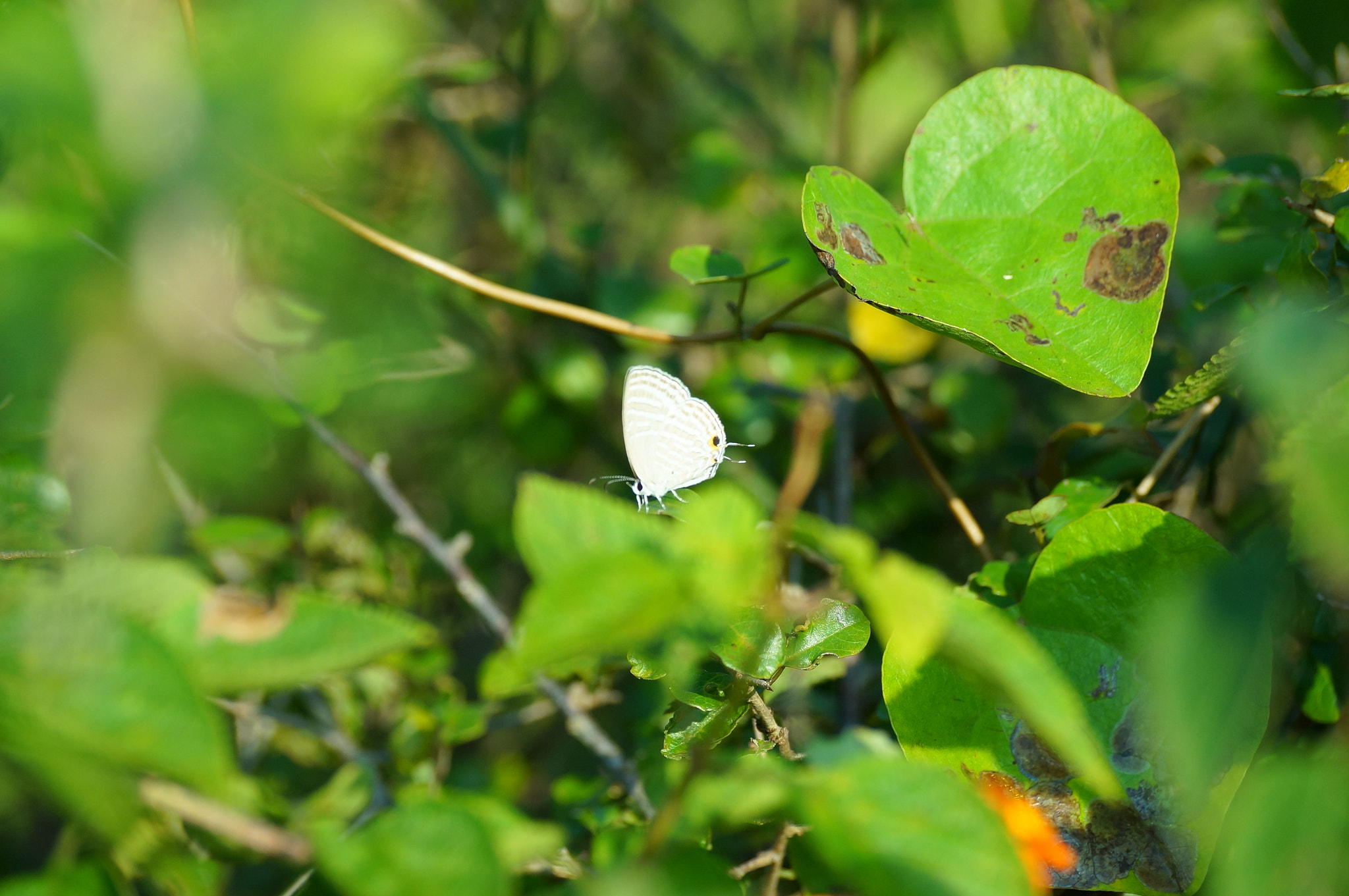 Sony SLT-A57 sample photo. Butterfy at a distance photography
