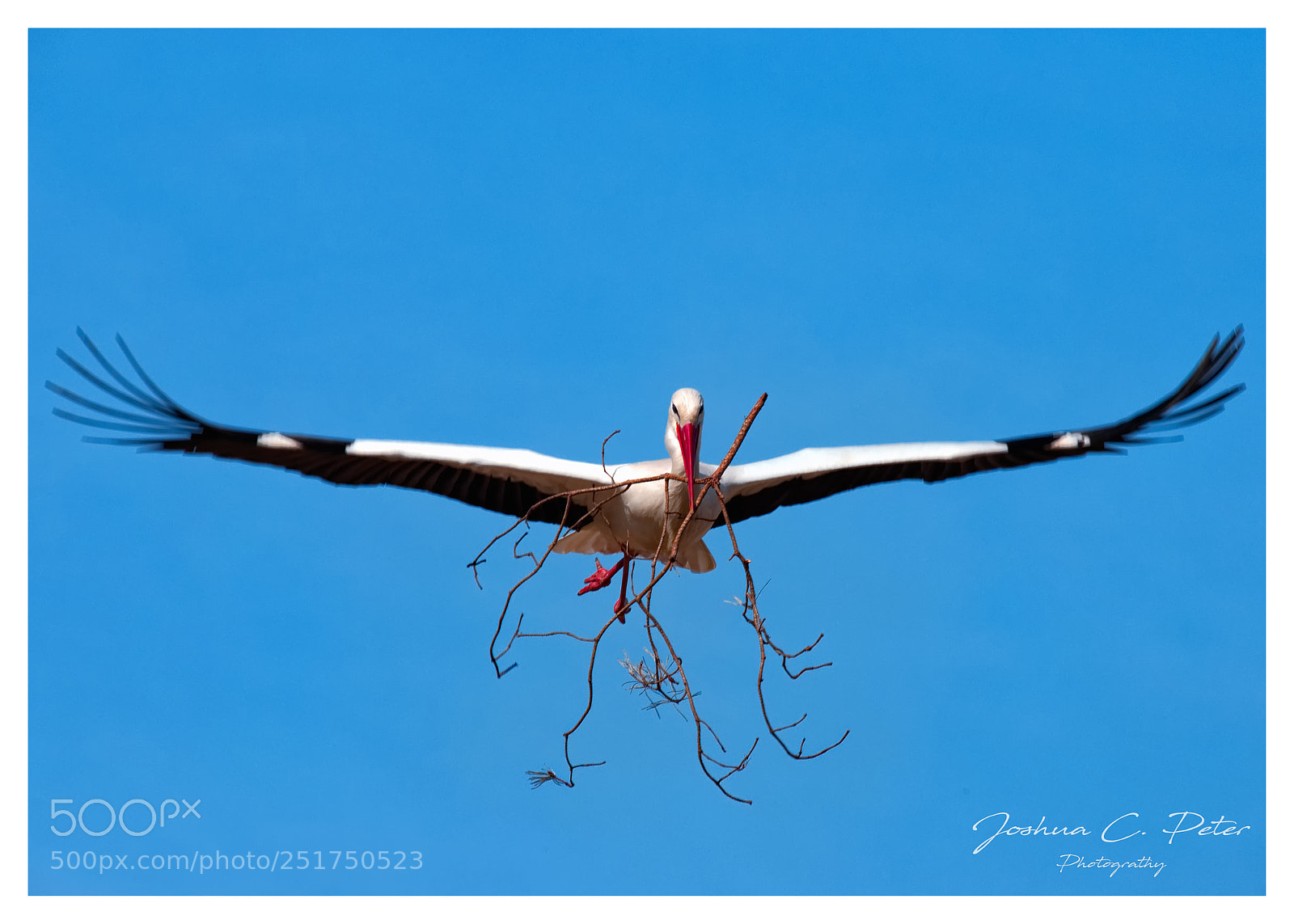 Canon EOS 6D Mark II sample photo. Stork in flight photography