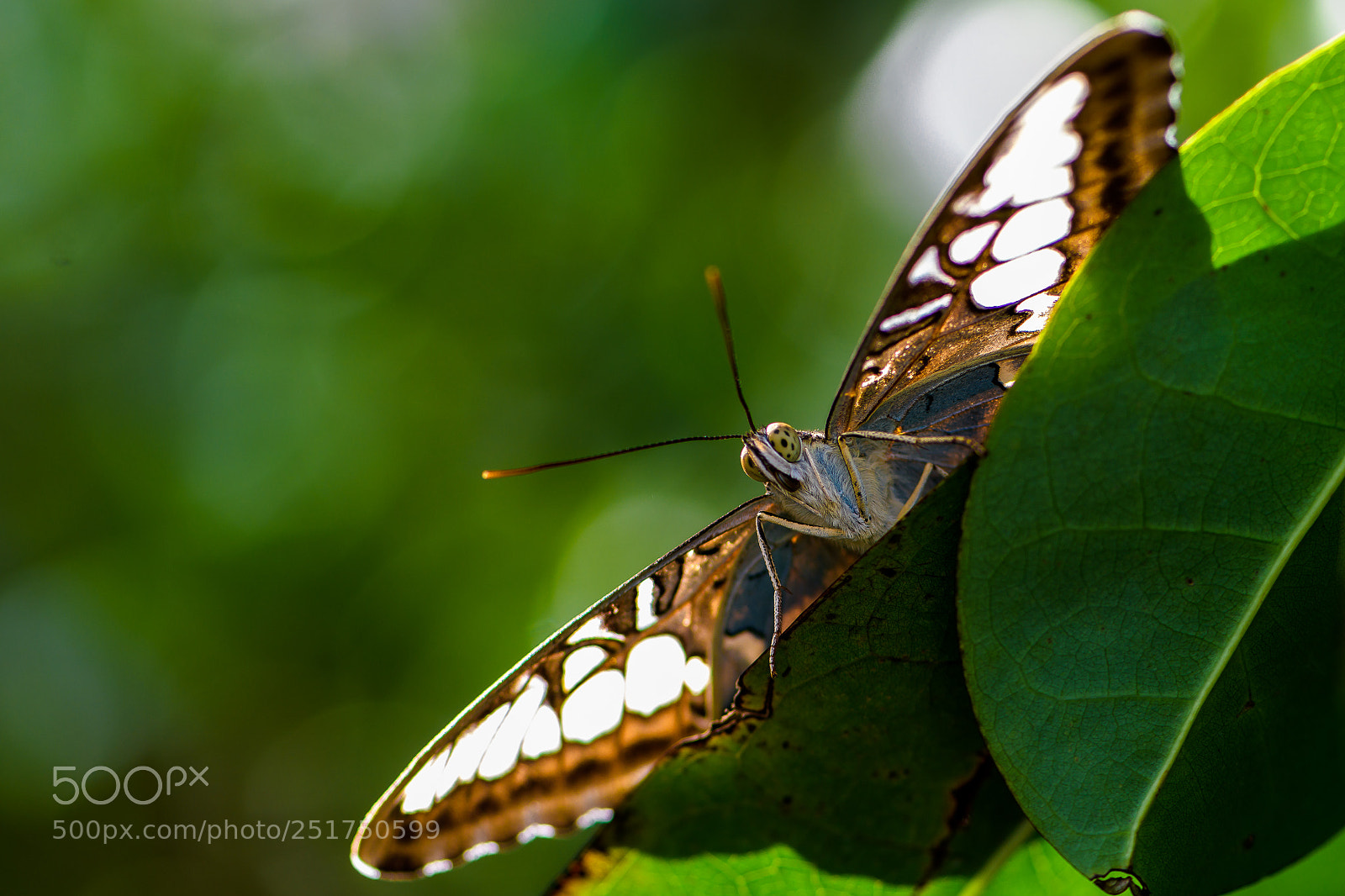 Nikon D850 sample photo. Botanical garden of munich photography