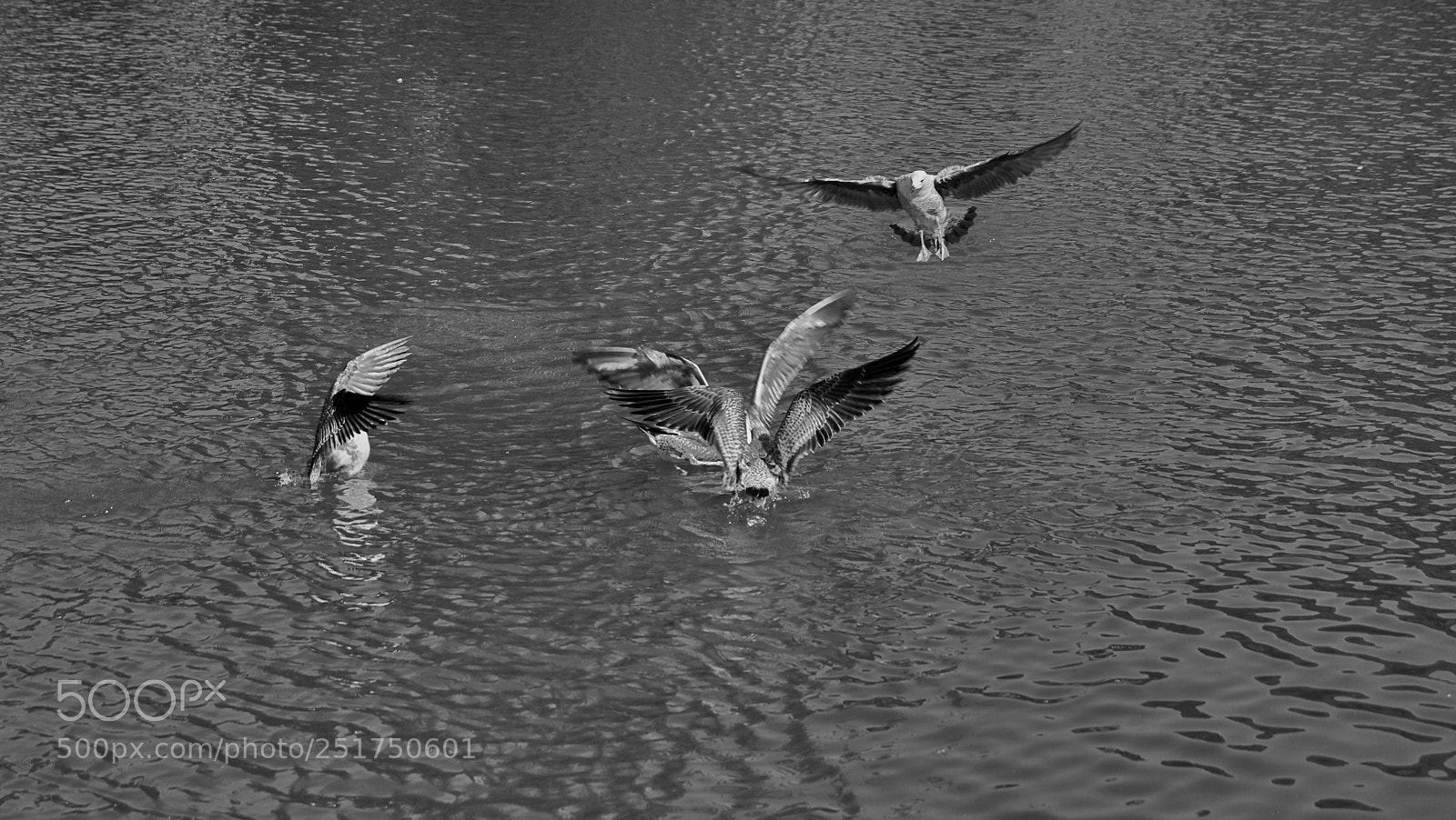 Sony Alpha DSLR-A390 sample photo. Fly away photography
