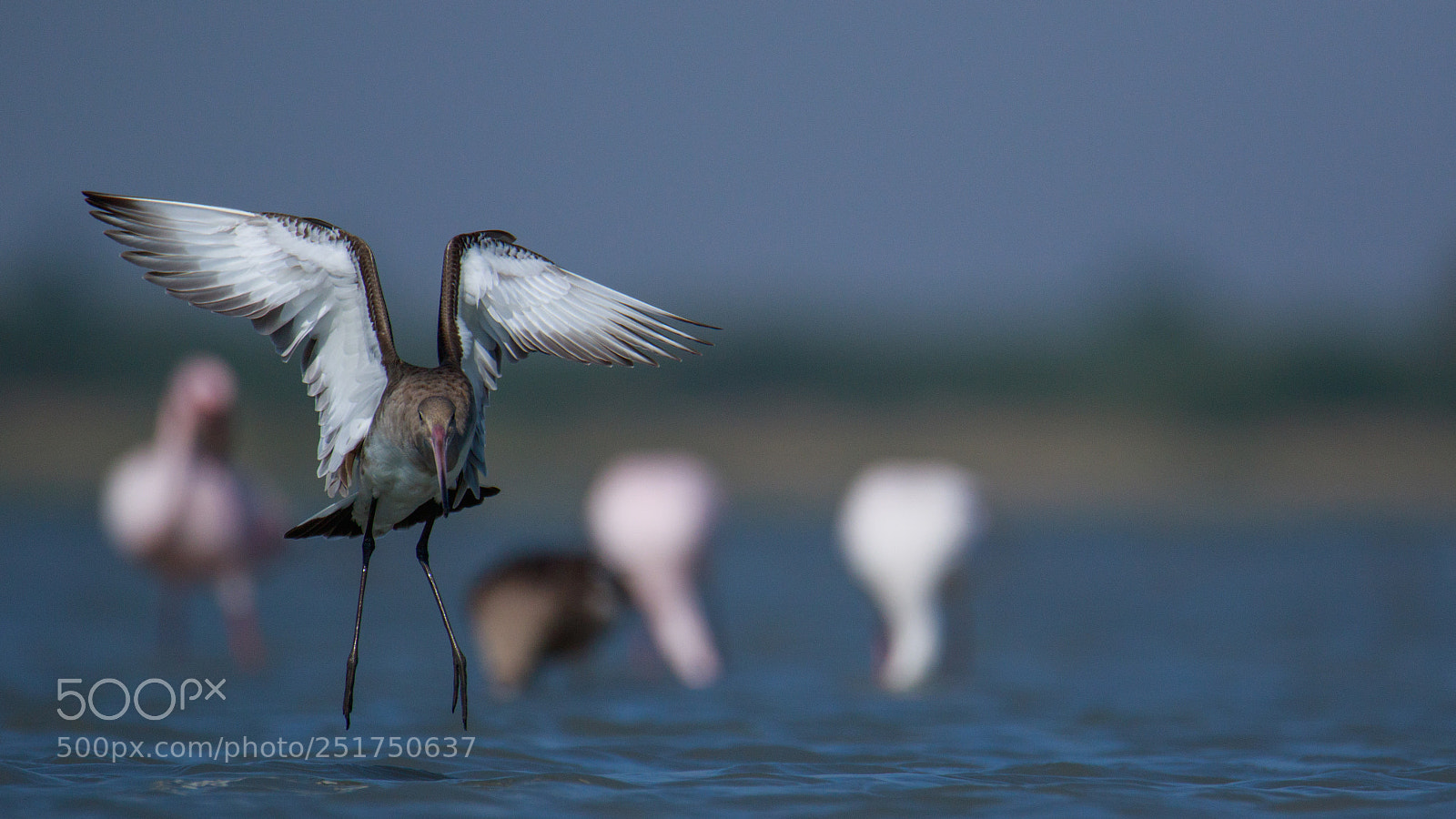 Canon EOS 7D Mark II sample photo. Godwit photography