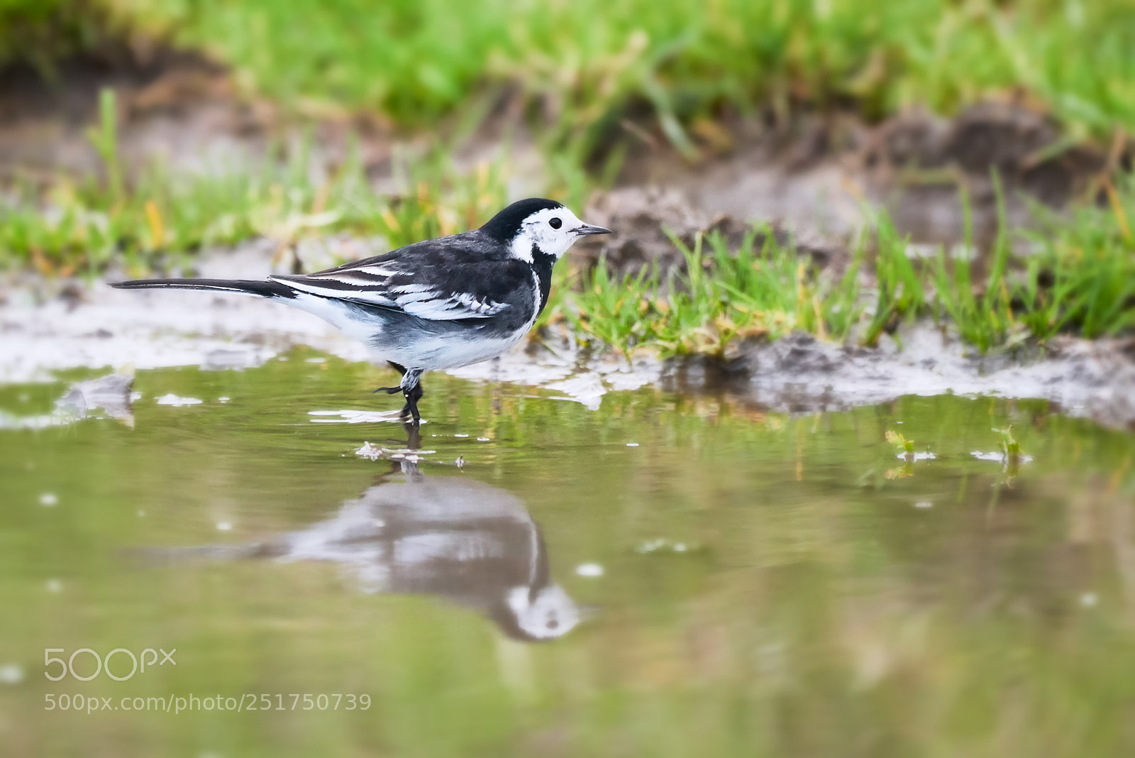 Nikon D810 sample photo. Pied wagtail photography