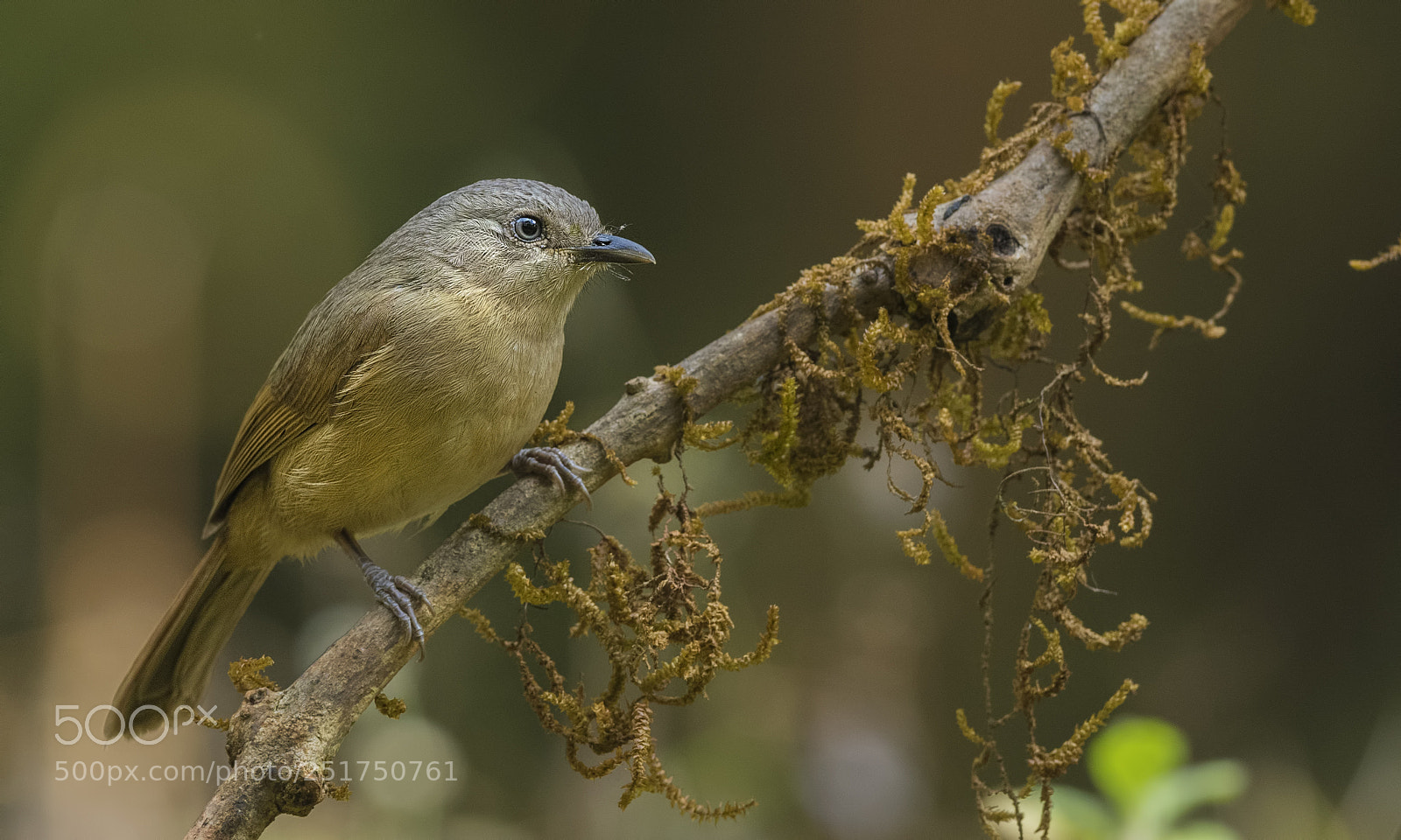Nikon D500 sample photo. Brown cheeked fulvetta photography