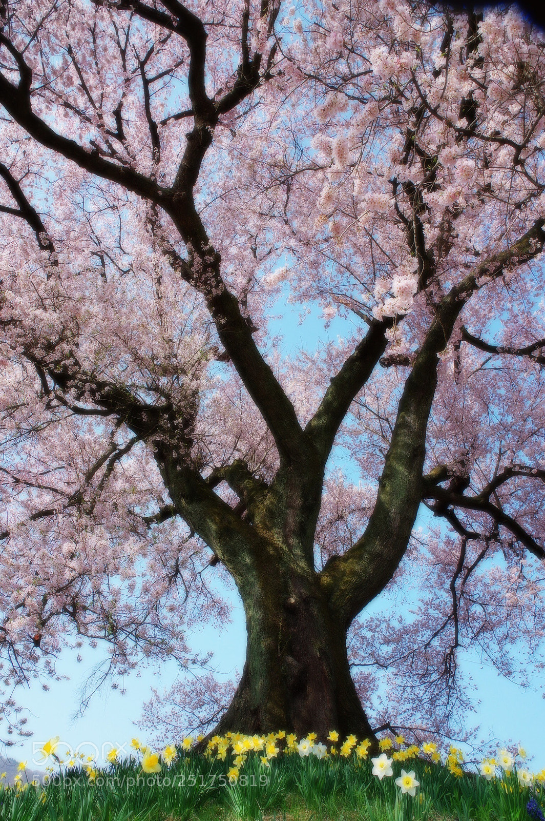 Pentax K-3 II sample photo. Sakura spring  photography