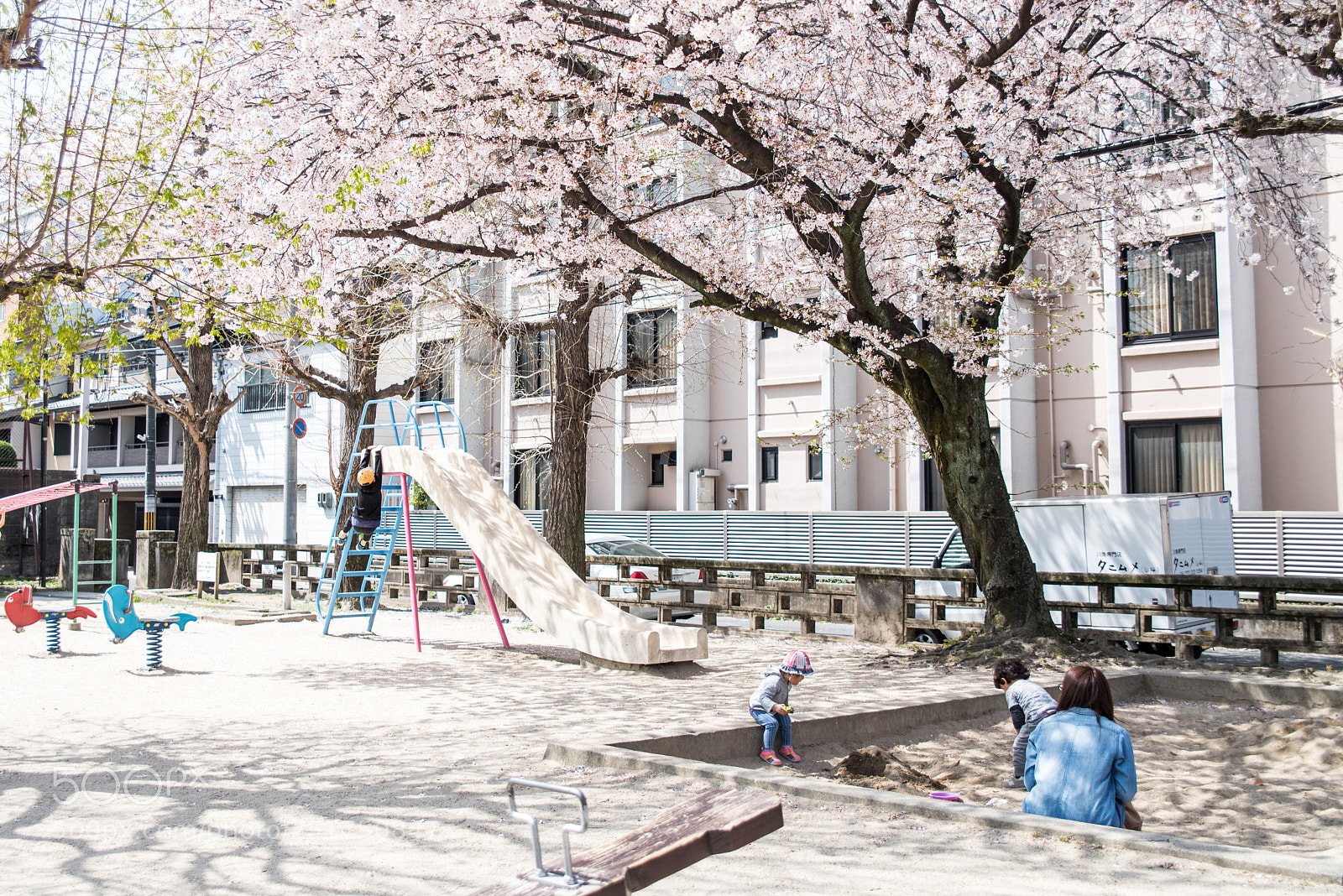 Pentax K-1 sample photo. Happiness under the cherry photography