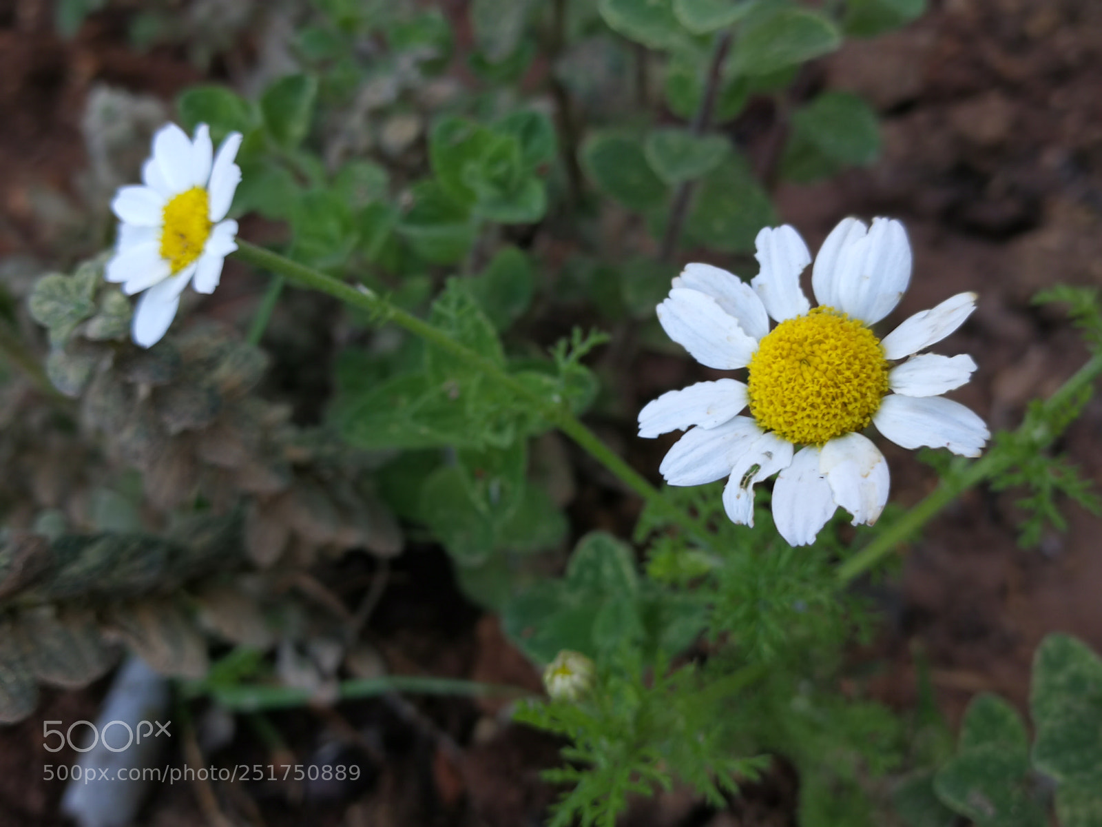 HUAWEI Mate 9 sample photo. Untitled photography