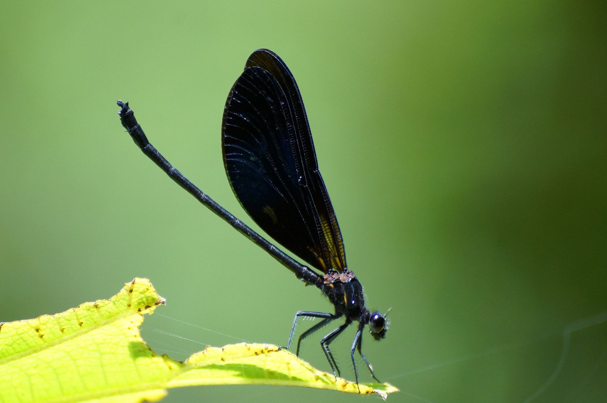 Sony SLT-A57 sample photo. A dragonfly photography