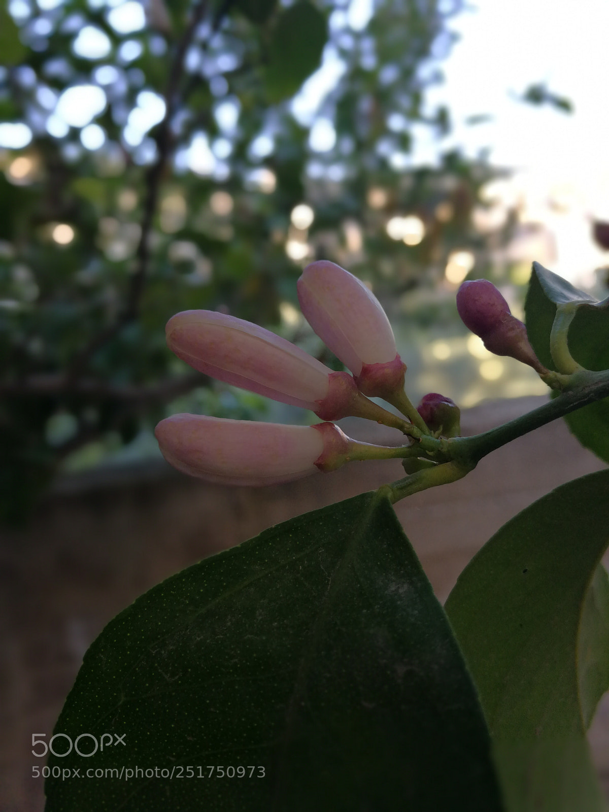 HUAWEI Mate 9 sample photo. Untitled photography