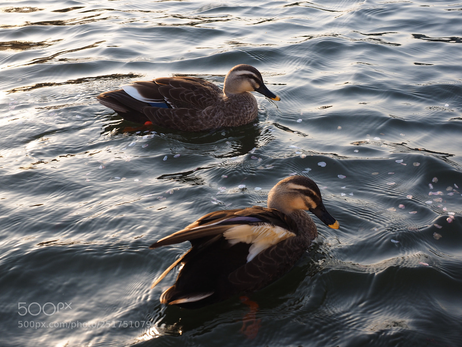 Olympus OM-D E-M1 sample photo. Birds on the spring photography