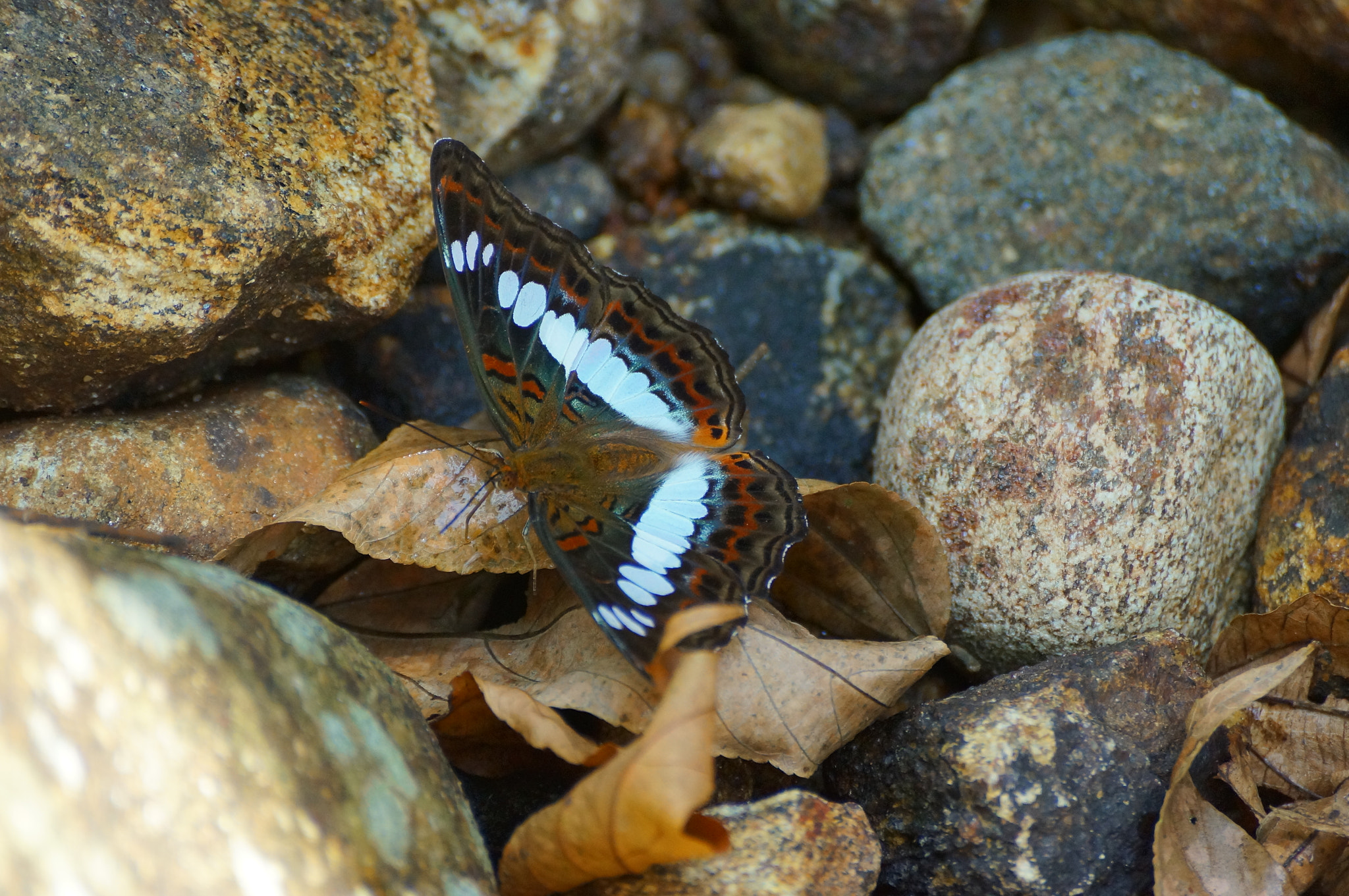 Sony SLT-A57 sample photo. A beauty among the stones photography