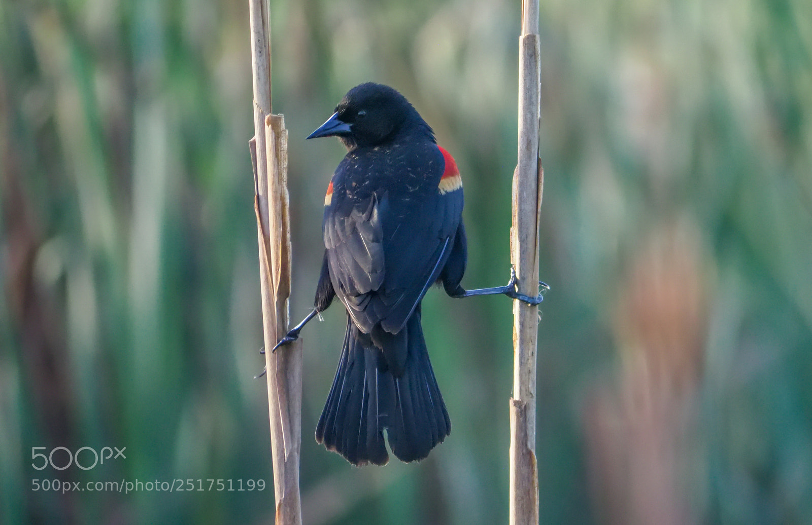 Olympus OM-D E-M1 Mark II sample photo. Red-winged blackbird photography