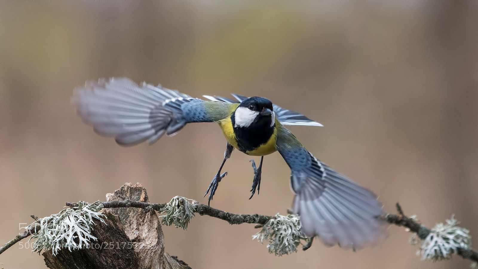 Nikon D500 sample photo. Tomtit photography